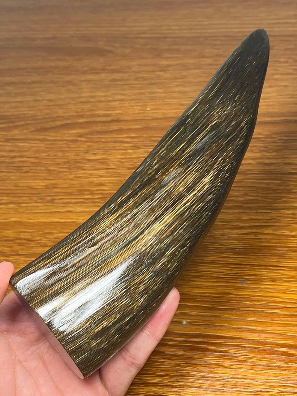 披毛犀角尖 披毛犀角尖尺寸:195×56×32mm克重:229.6g