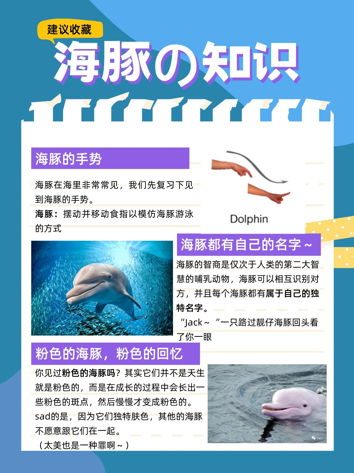 海豚的天敌图片