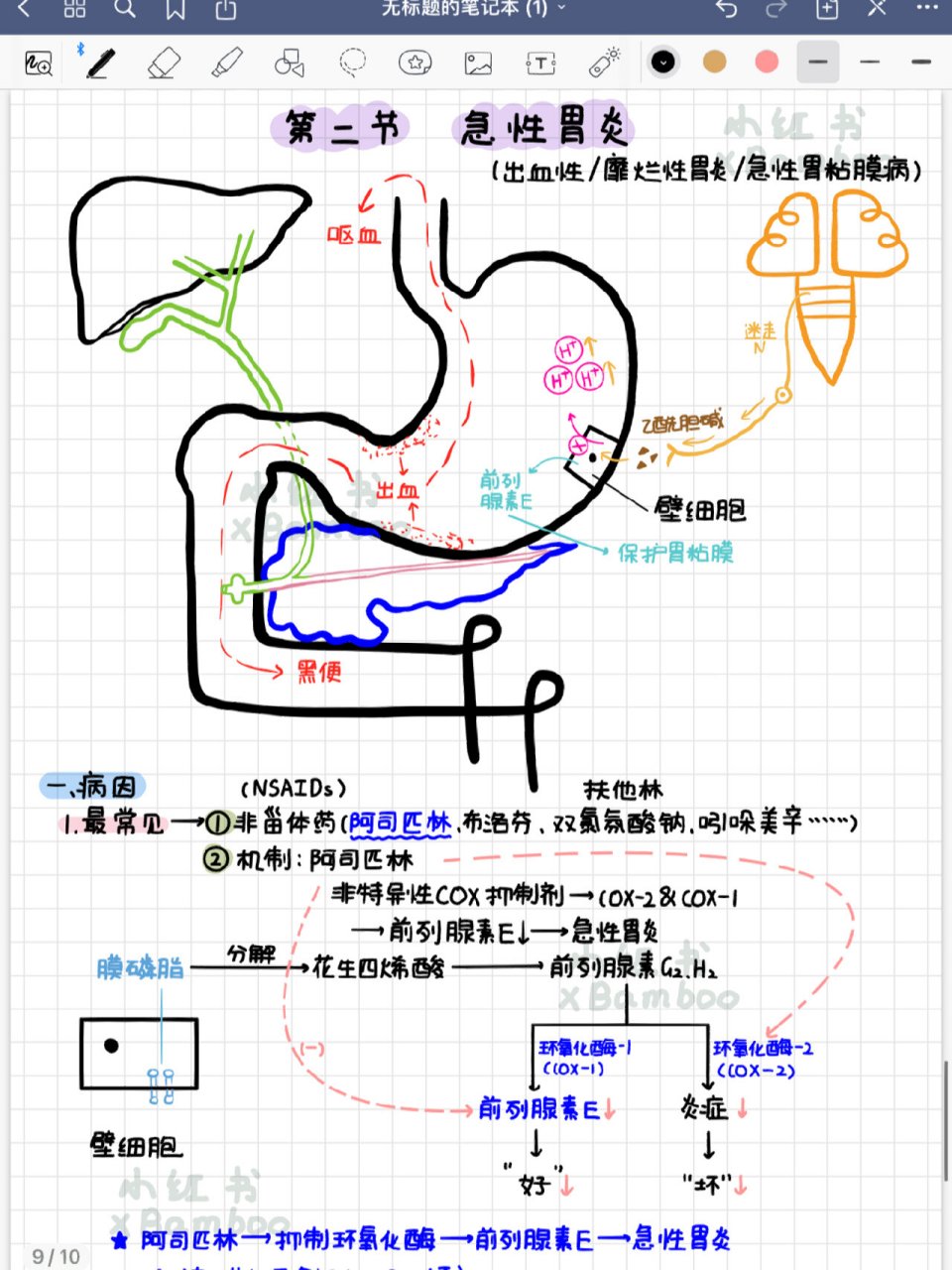 十二指肠分段图解图片