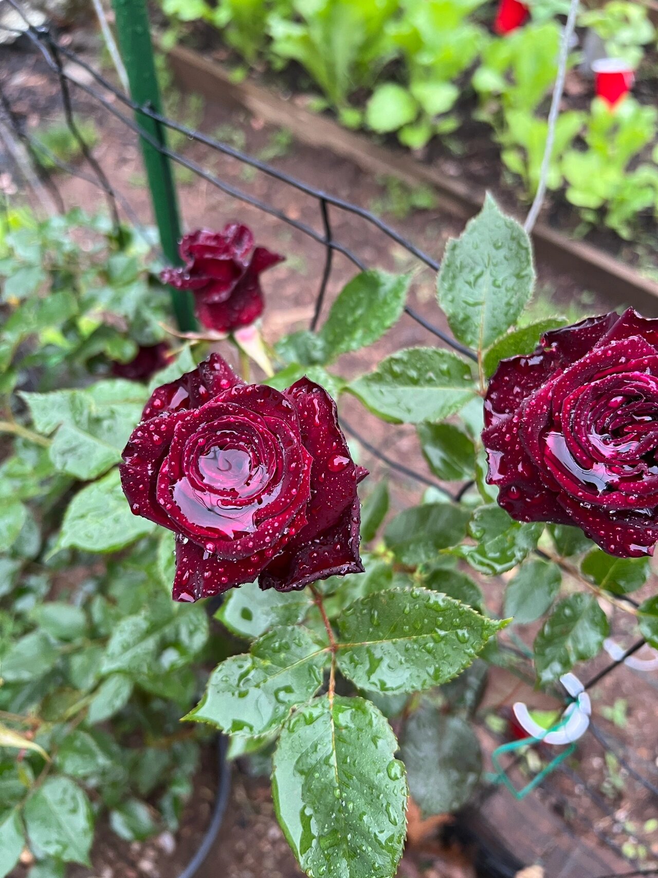 黑巴克,真正的黑色月季( 黑巴克(black baccara)月季.