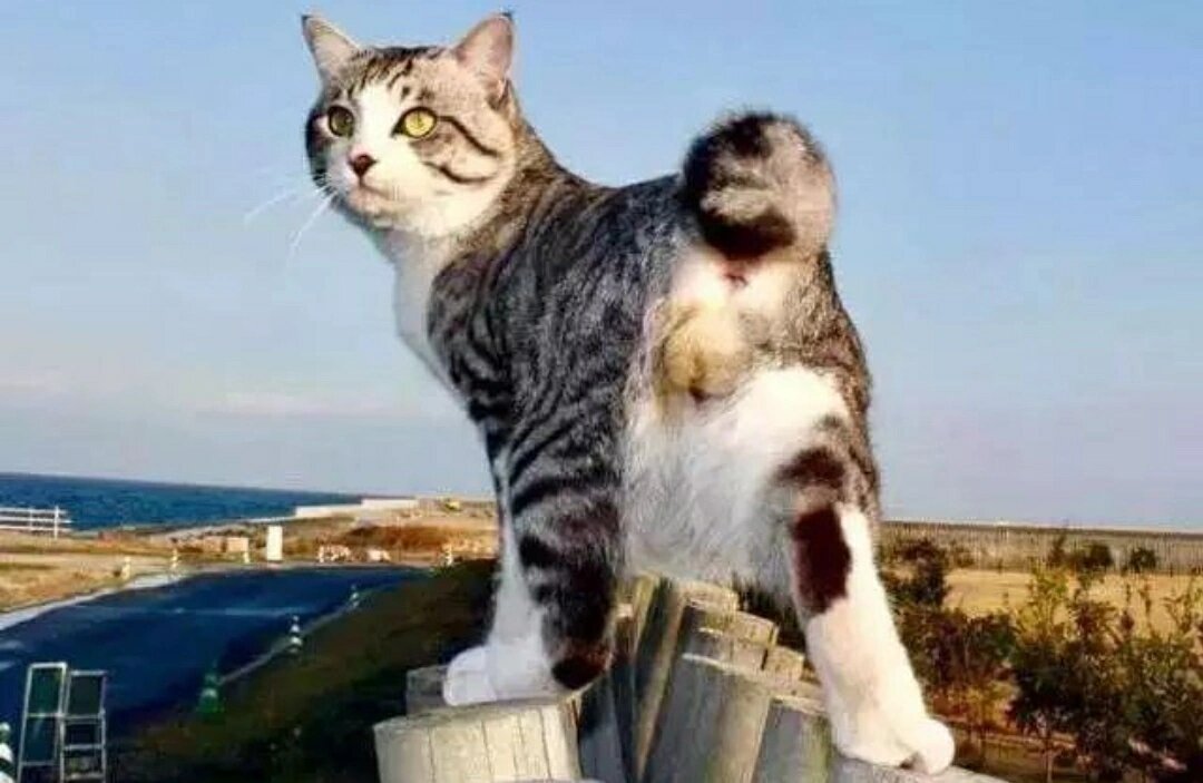 麒麟猫被称为"猫中王者",在我国南方流行,尤其是