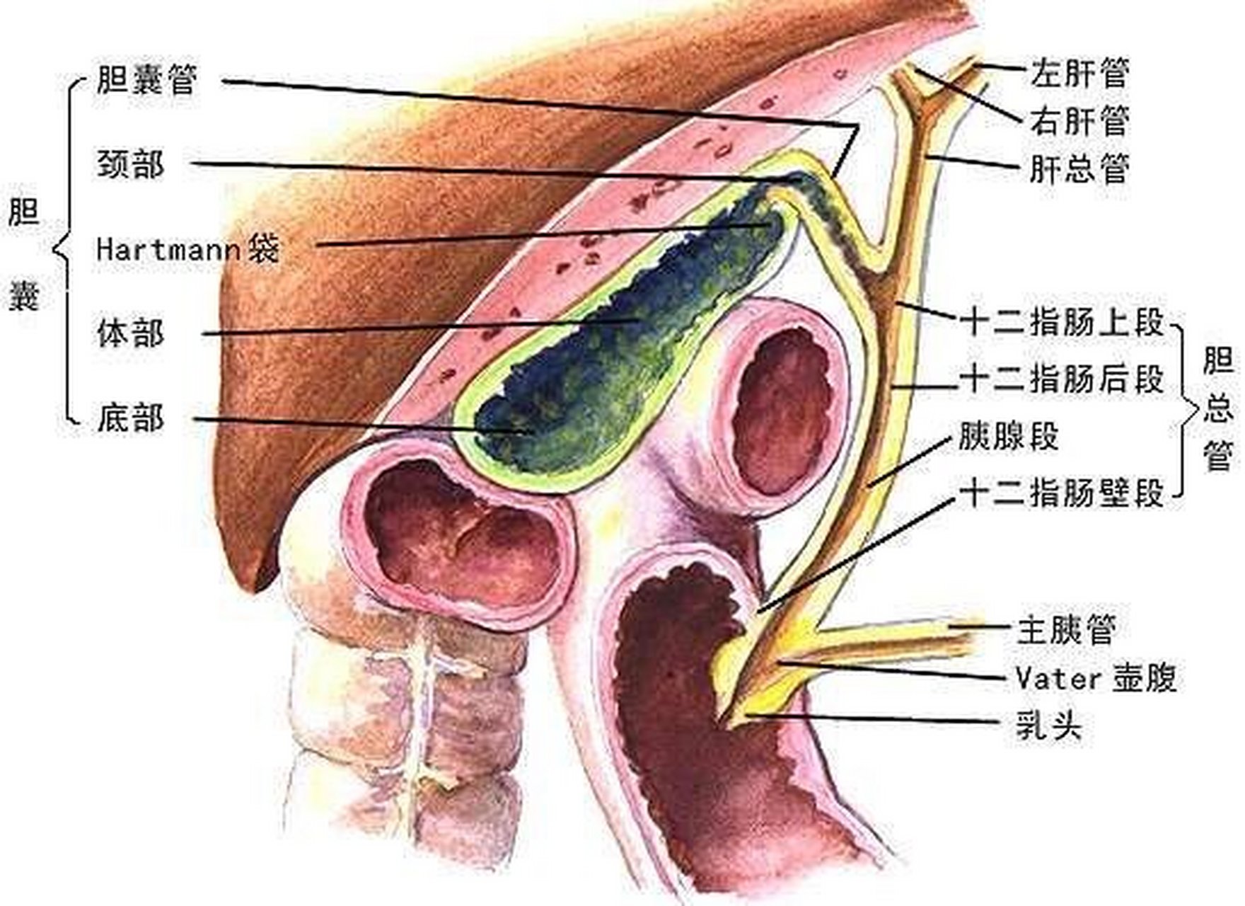 考研/运动解剖学/oddi括约肌 ✅定义:是位于肝胰壶腹周围,胆总管