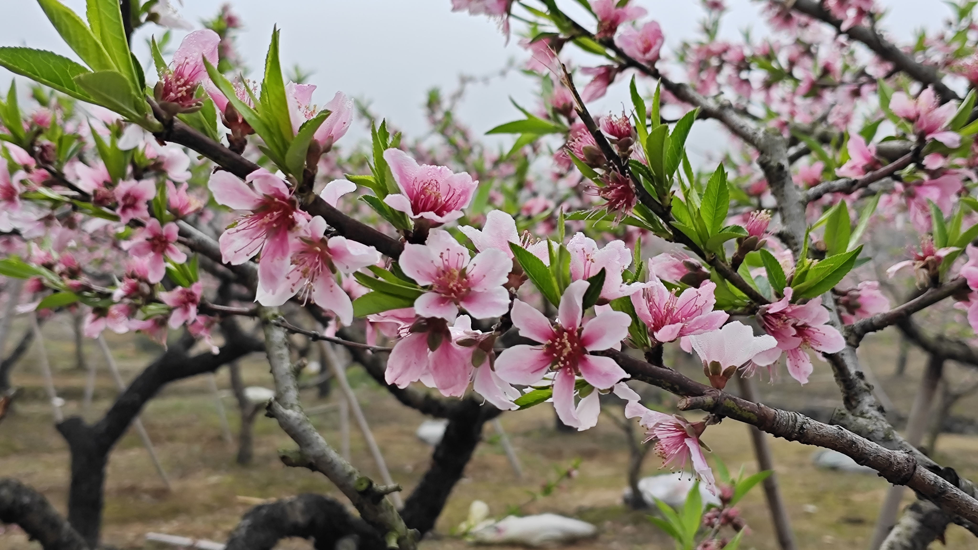 桃花林壁纸图片