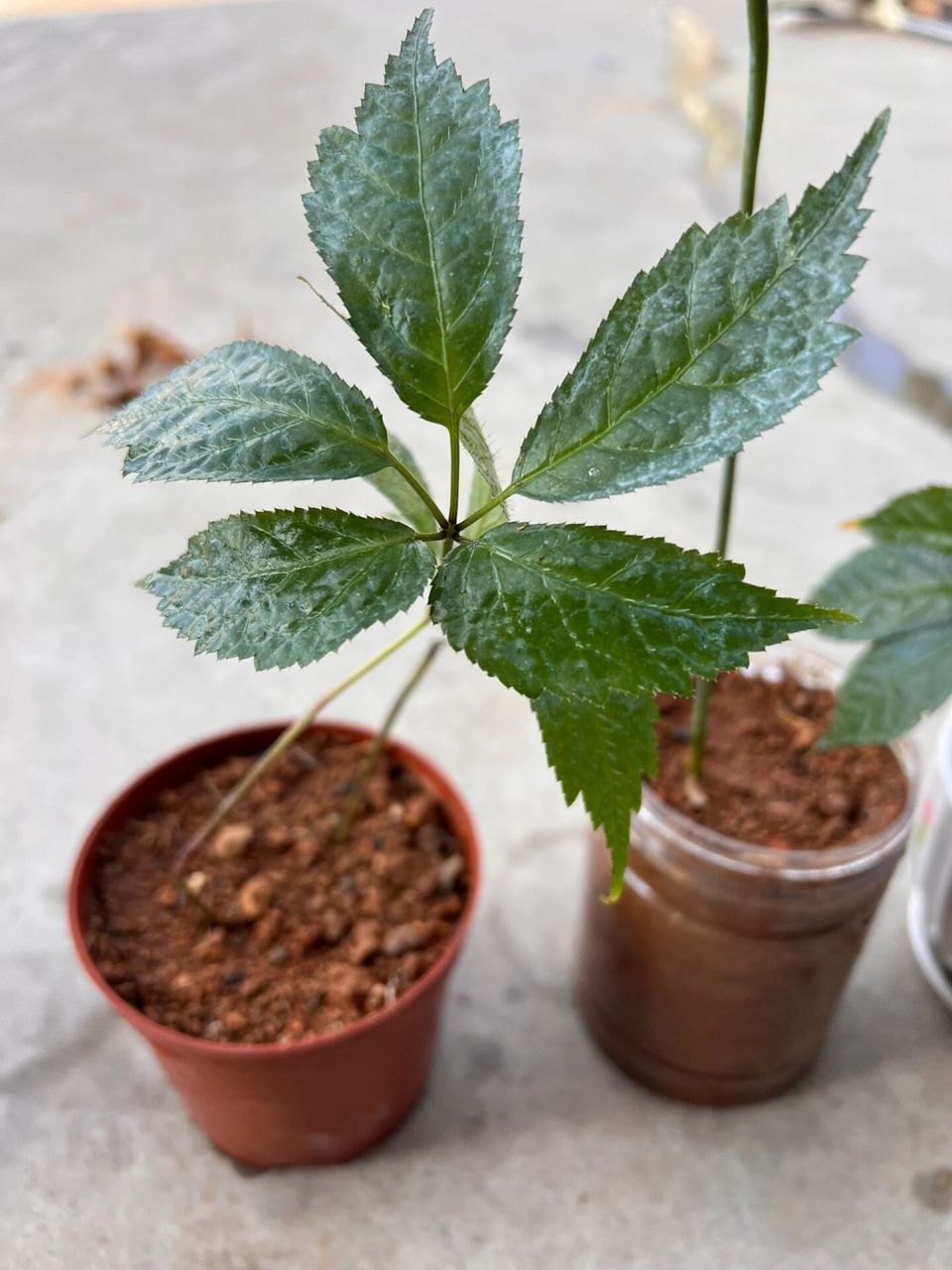 二年三七幼苗盆栽      昨天在三七地里移植三七幼苗,自己拿了几棵