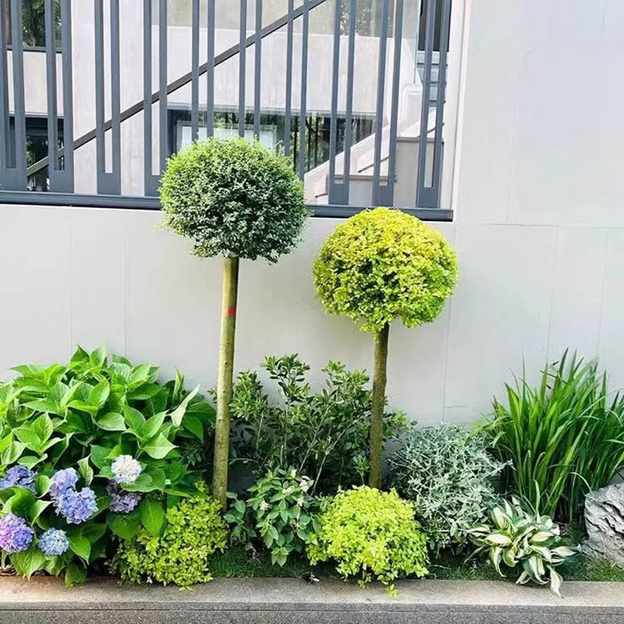 亮晶女贞棒棒让在花园中的应用 亮晶女贞棒棒糖一年四季都能保持柠檬