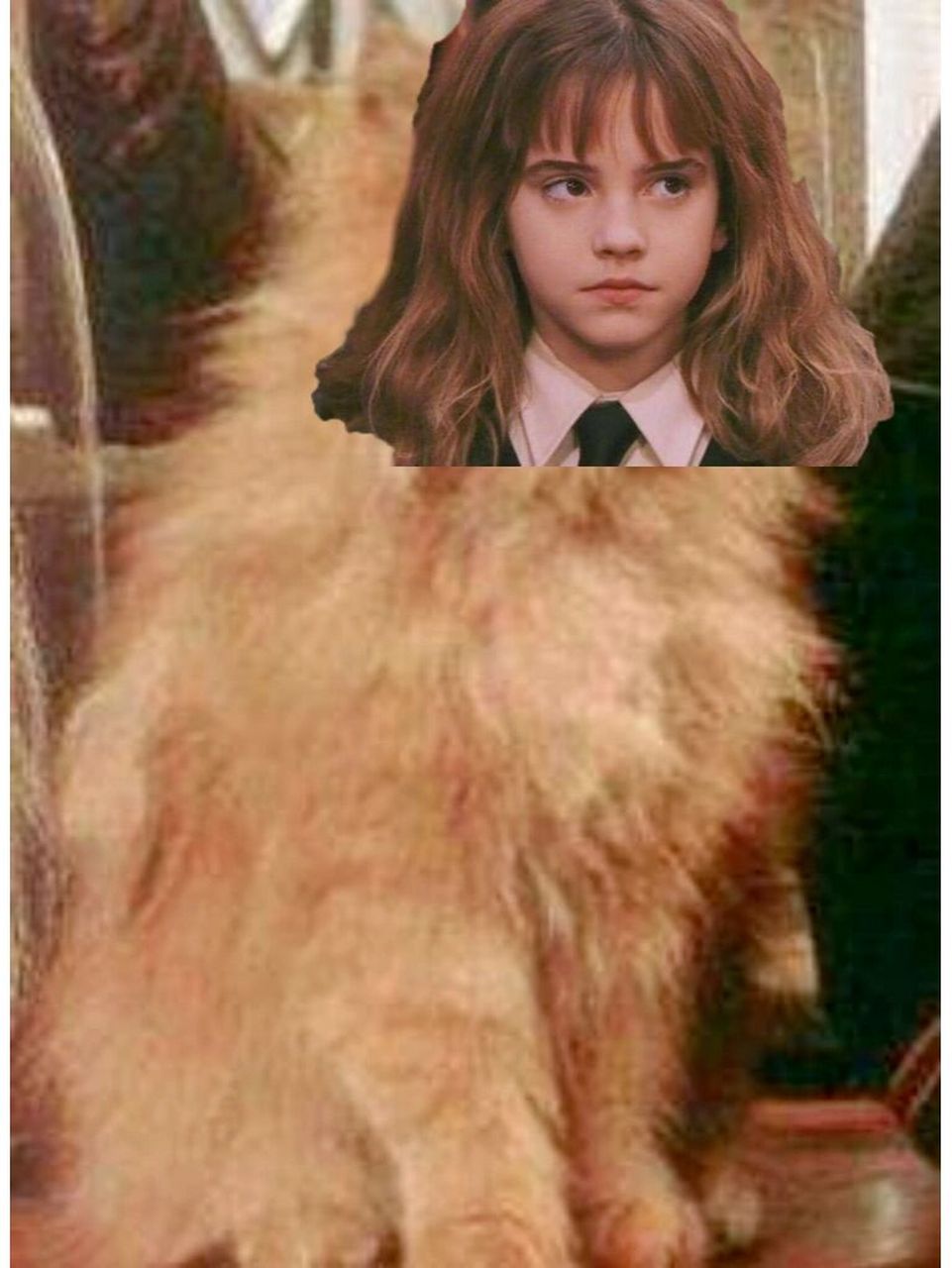 赫敏猫饲养指南 1:主人需要是个学霸,否则它会嫌弃你 2:一天要给它十