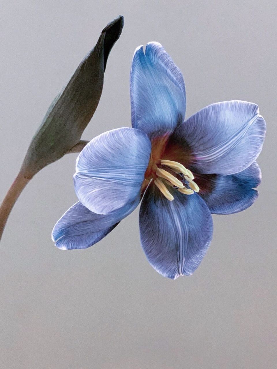 带你每天认识一种花材200|蓝郁金香 9309花材:吸色郁金香 93