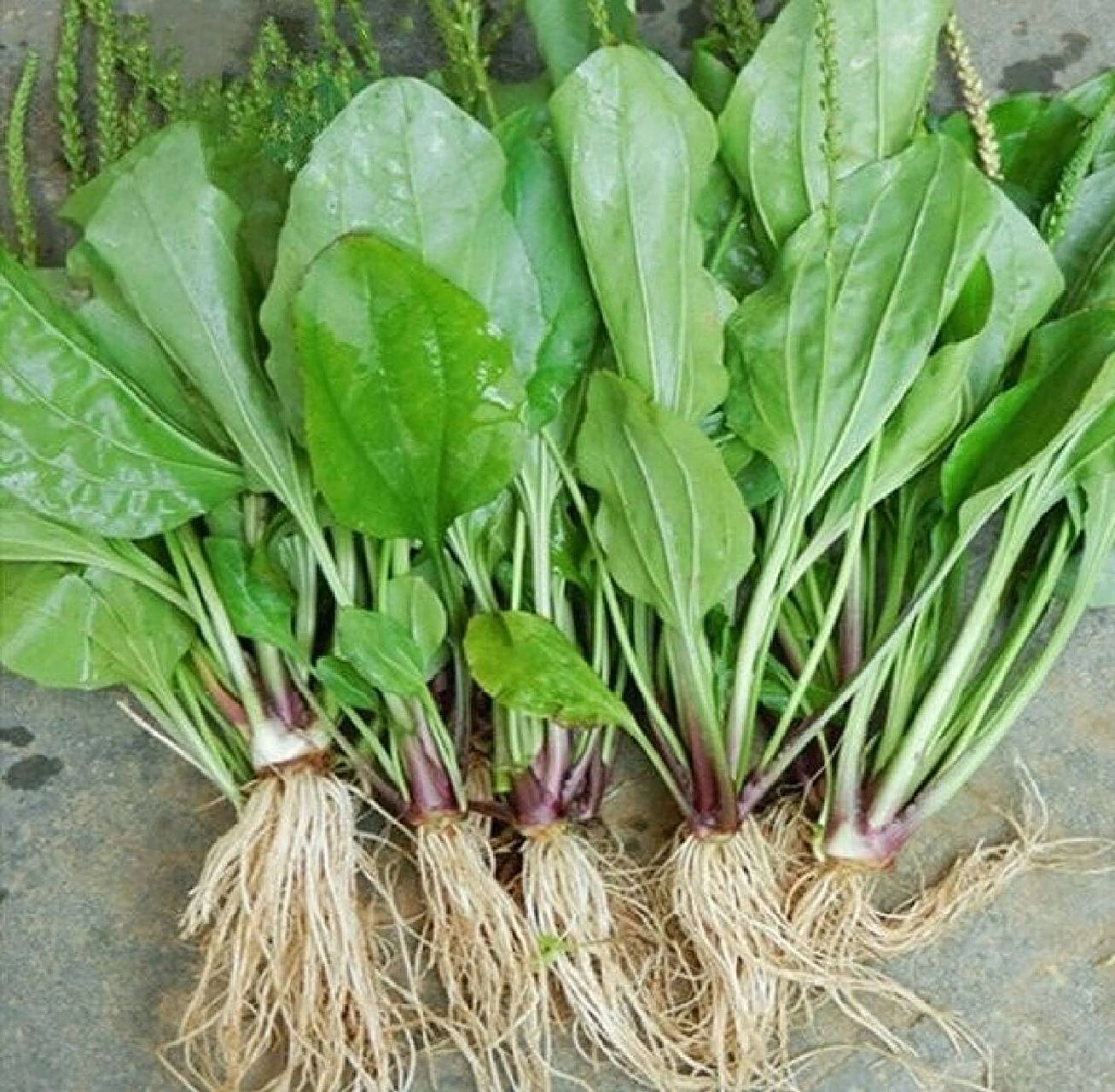 吉林省野菜——车轱辘菜(车前)  一种,大叶子,叶片光滑,根部薅出来的