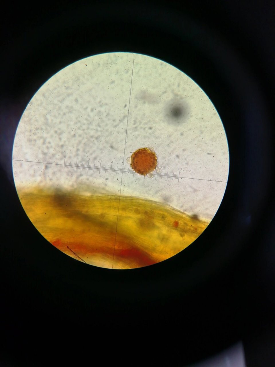 红花粉末显微鉴别 1花粉粒 2长管道状分泌细胞 3花柱碎片