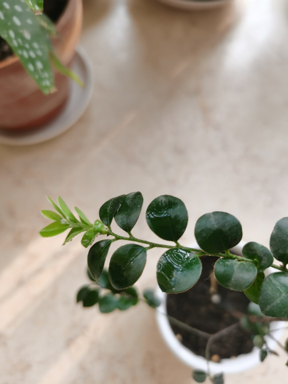 买了快两个月的小叶紫檀小苗 一直不见变化 最近终于长新叶了.