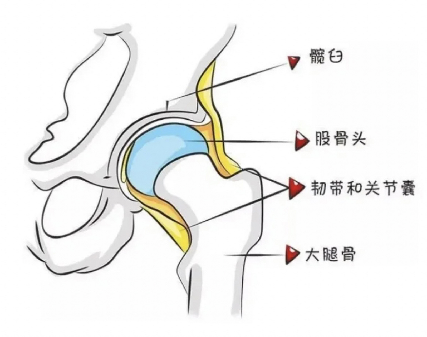 髋骨疼痛图片