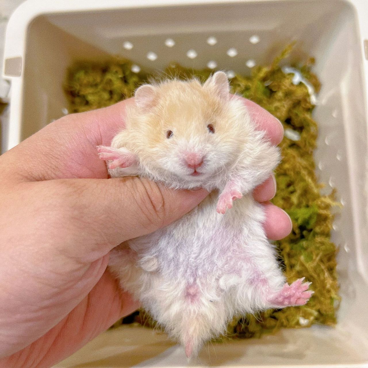 以下几个熊熊93的特点:1,熊熊力气大,熊类仓鼠91的力气是侏