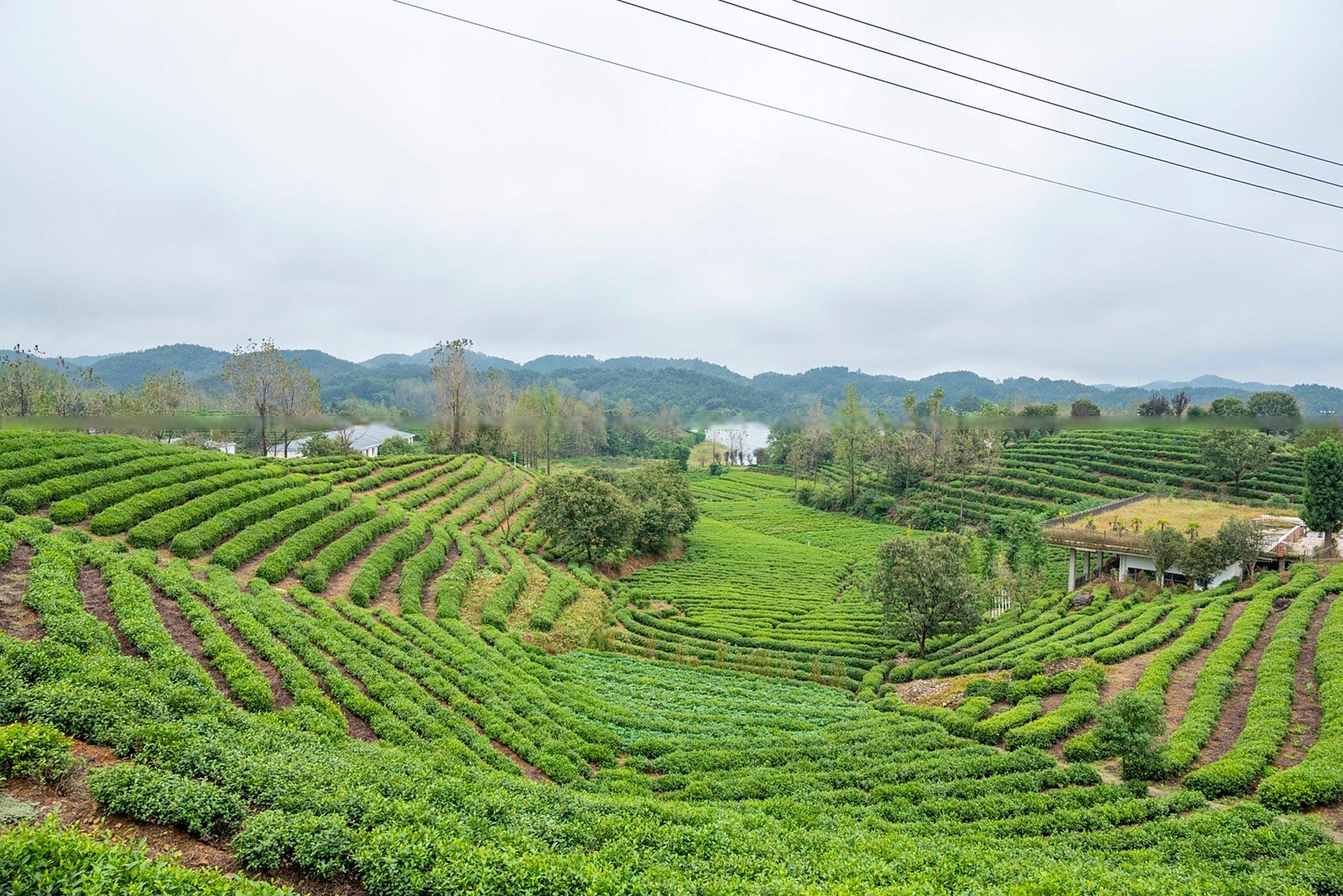 九月末的信阳秋意渐浓,而位于商城县汪岗镇韩冲万亩茶园却呈现着浓绿