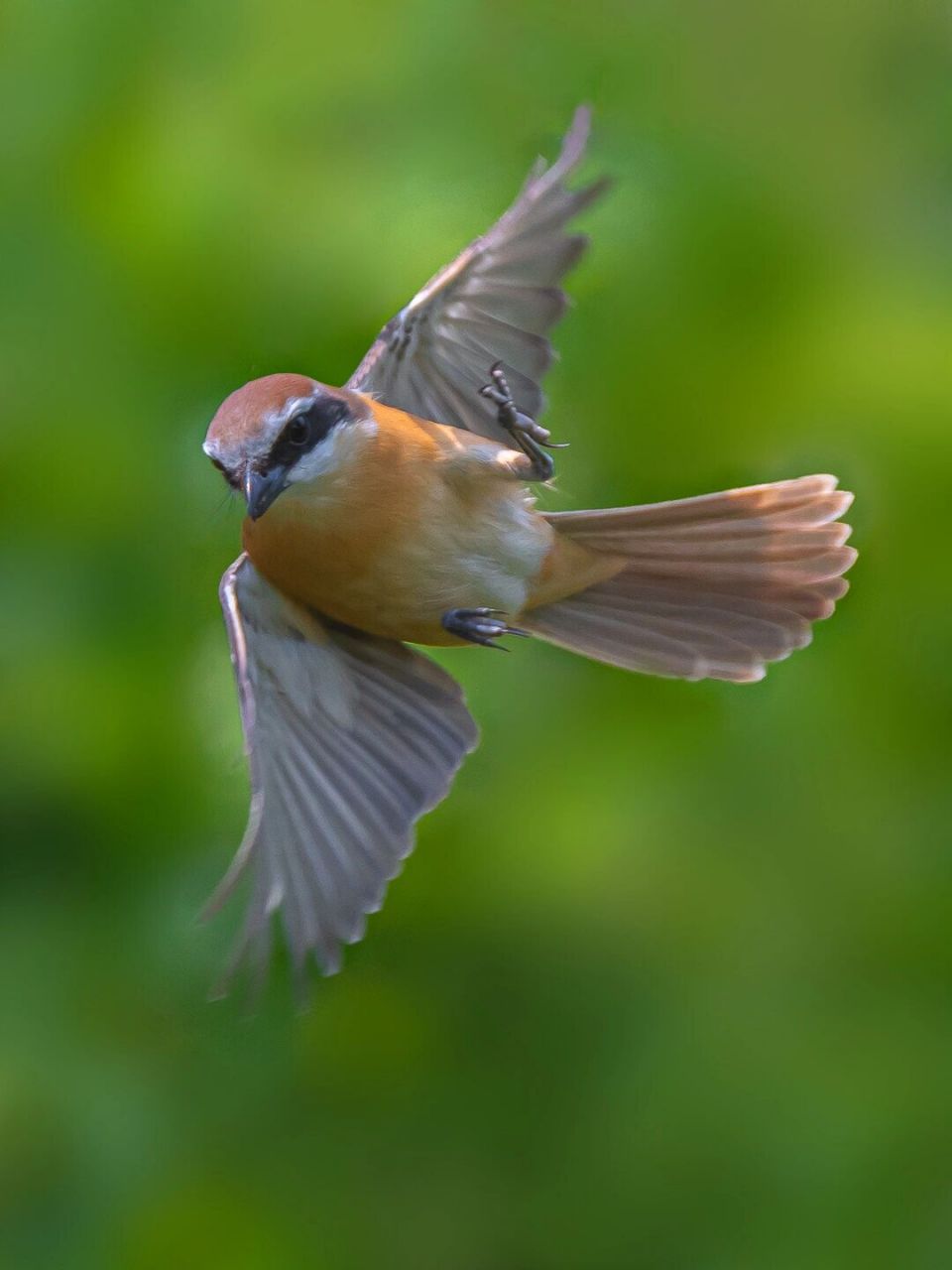 鸟类图鉴|红尾伯劳 红尾伯劳论体型在伯劳科伯劳属内是中等偏小的