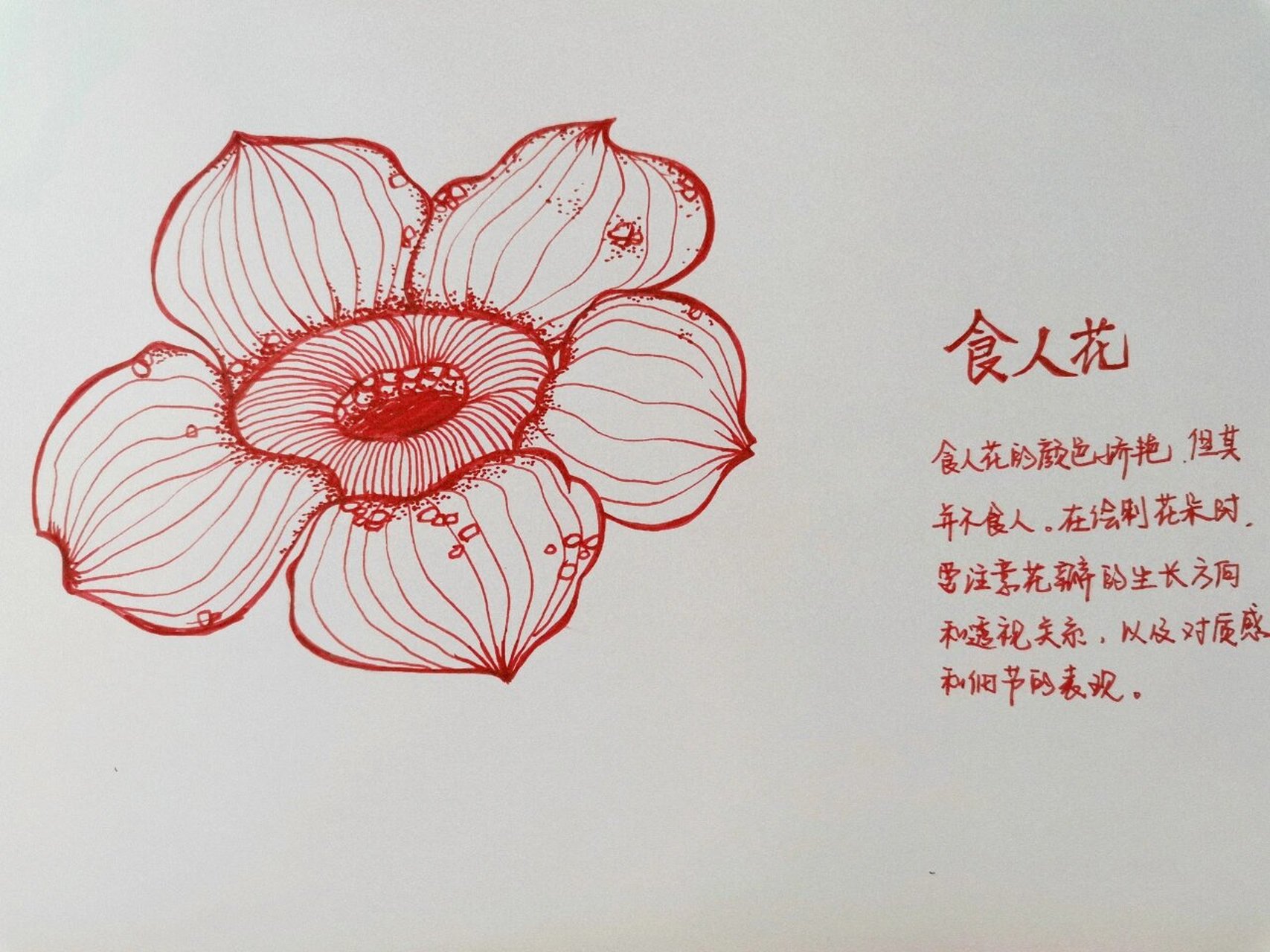 手绘花朵——食人花(附上步骤图)   676767  676767