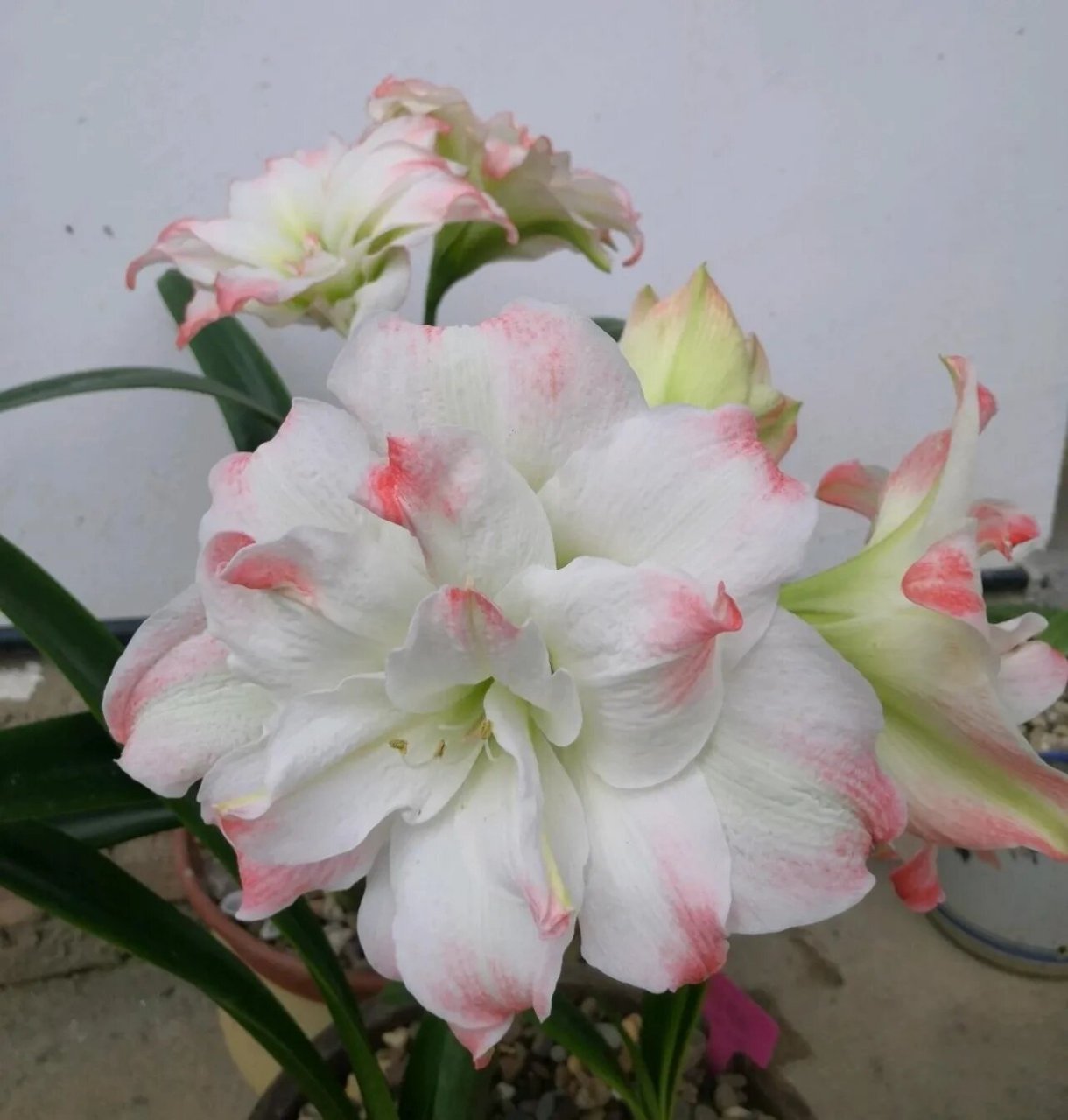 重瓣朱顶红"艾玛迪斯",也叫黛丝,糖果黛丝,经典品种,花大色美,花径