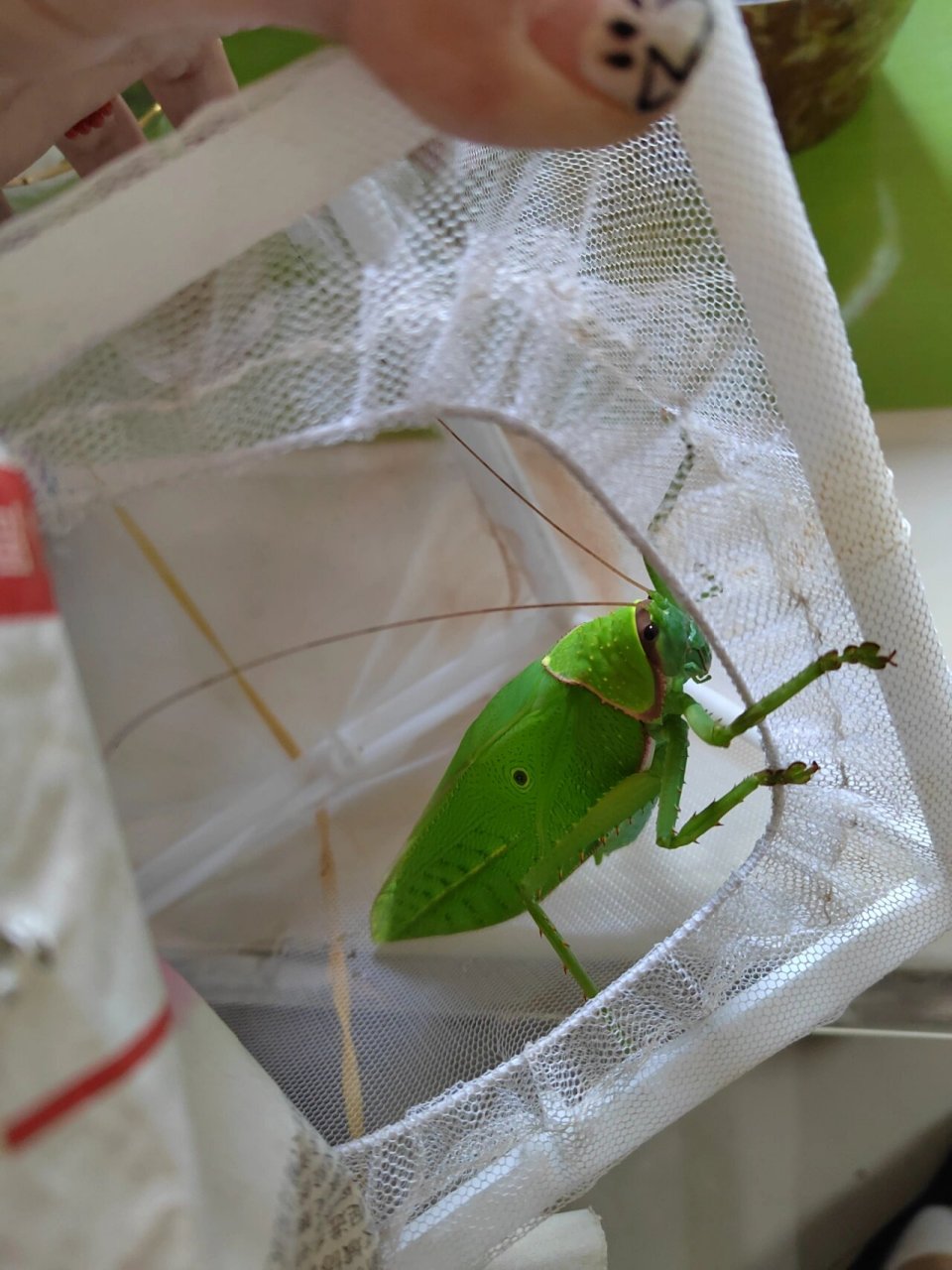 巨拟叶螽,产地西双版纳,最大的螽斯科鸣虫,叫声像小鸟!