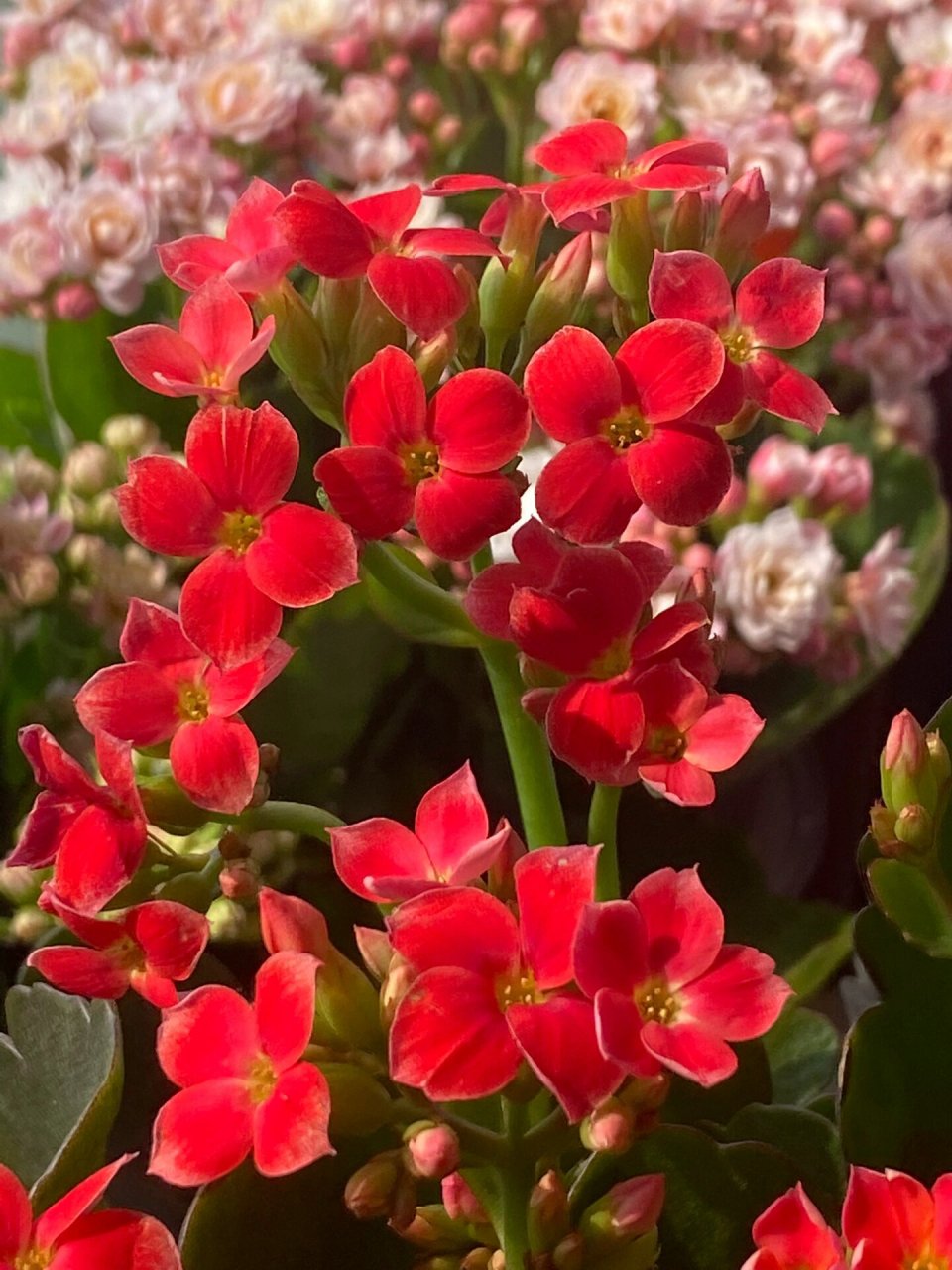 长寿花132一丹霞