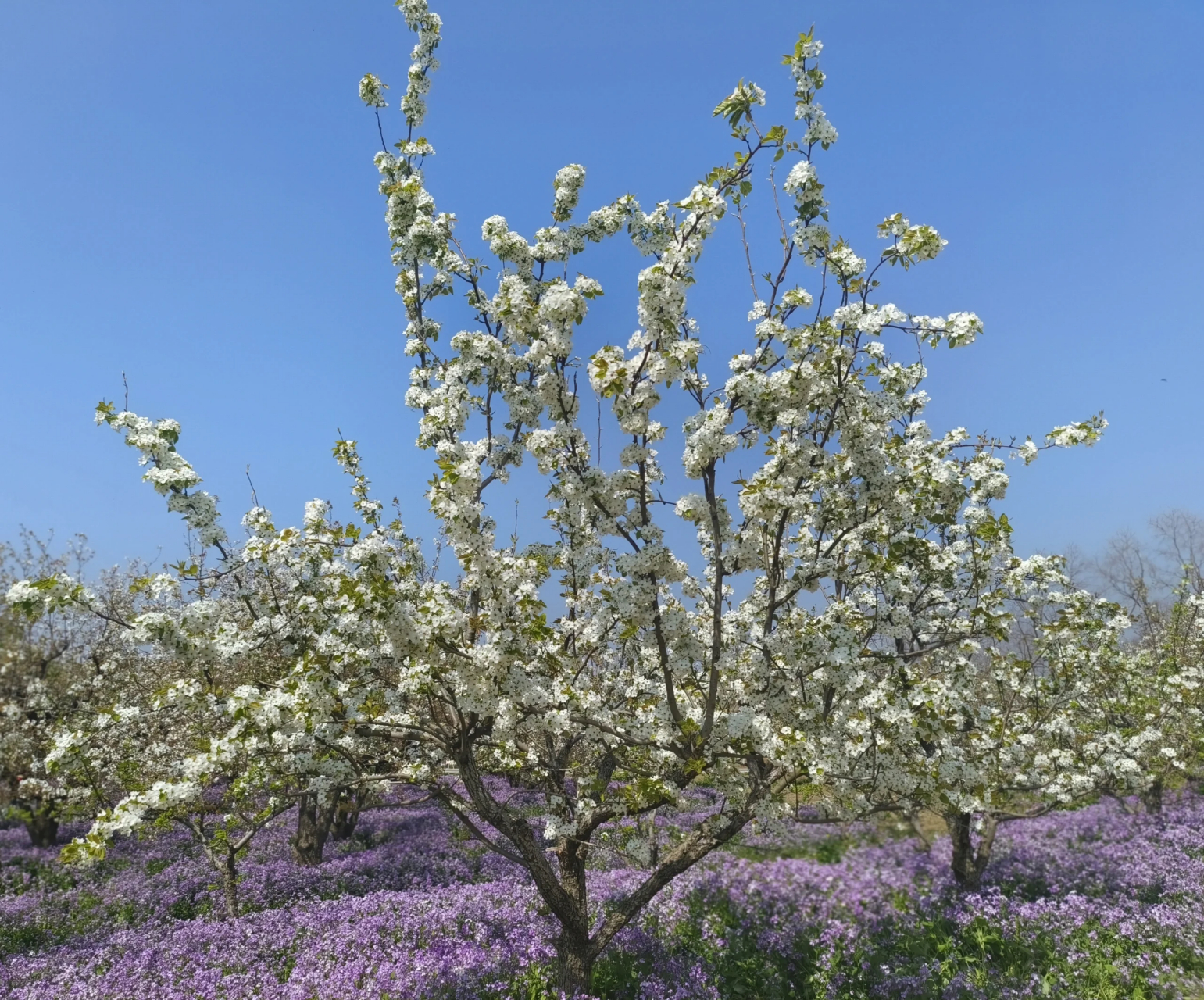 宿迁三台山梨兰会,不见不散!