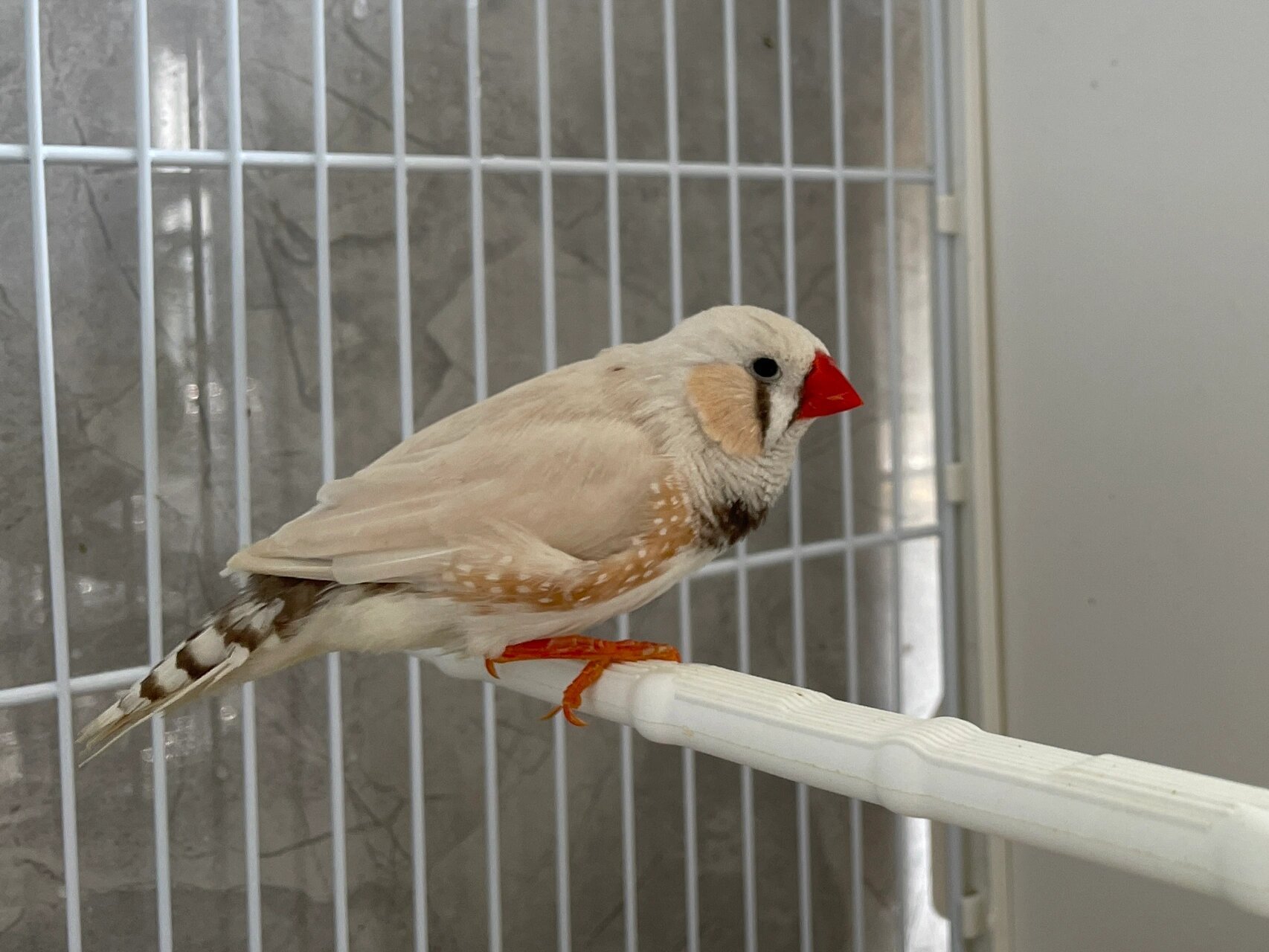 特色珍珠鸟 #特色珍珠鸟#  大体泪痕珍珠鸟 真的很帅气