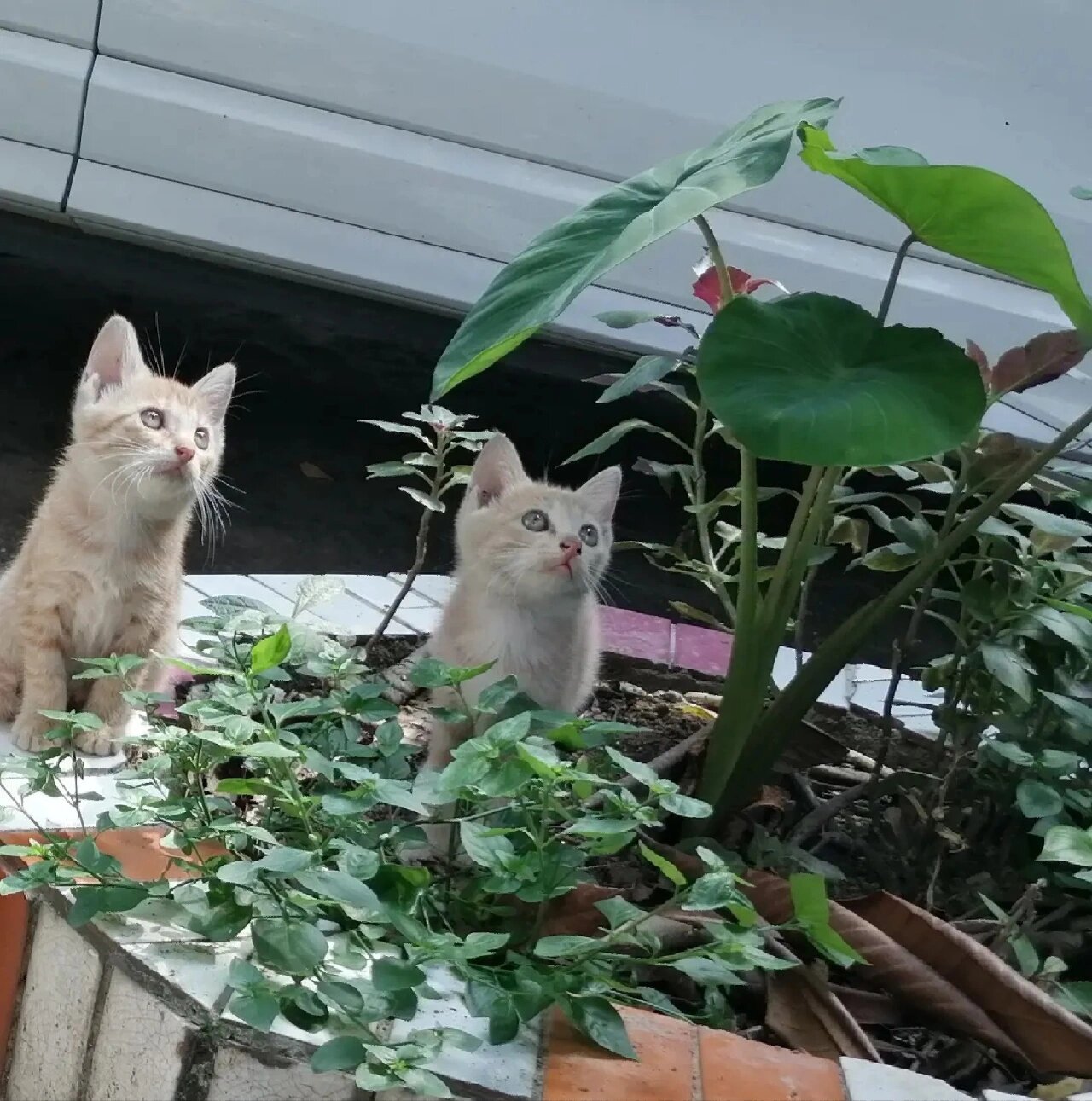 广州佛山稀有绝美乳色橘猫无偿领养