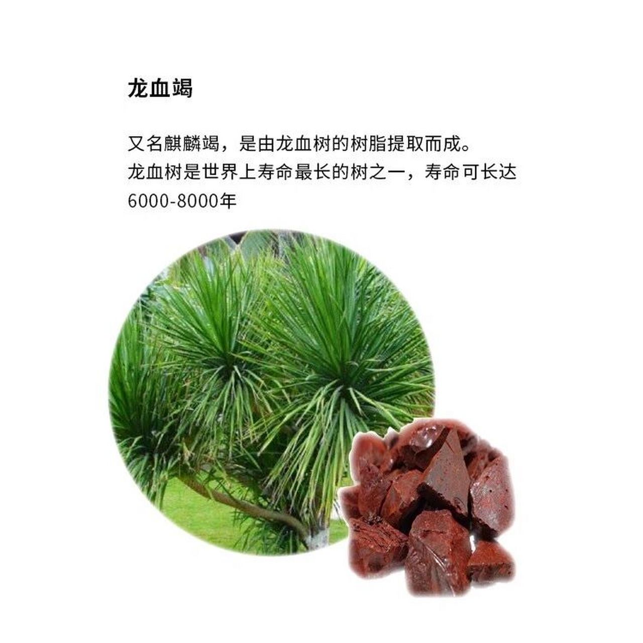 龙血竭 流血之树,活血圣药,龙血树是植物界的老寿星,龙血竭就是提取