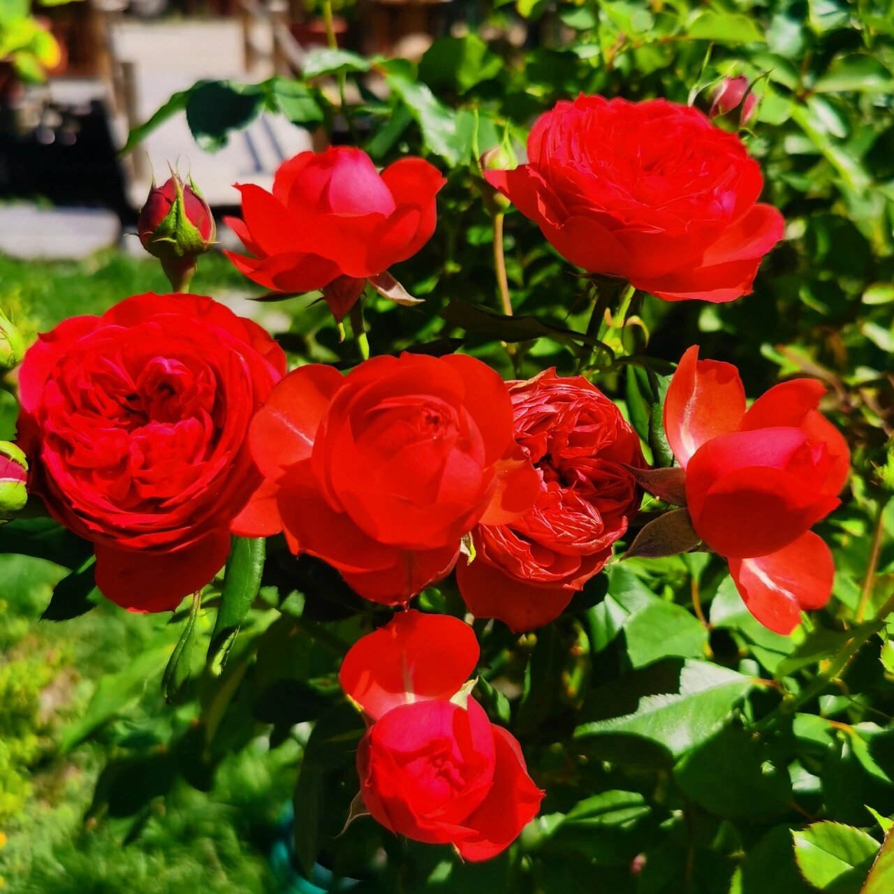 红苹果 说他是红色系月季里最正的红色毫不为过, 丝绸一般的正红色