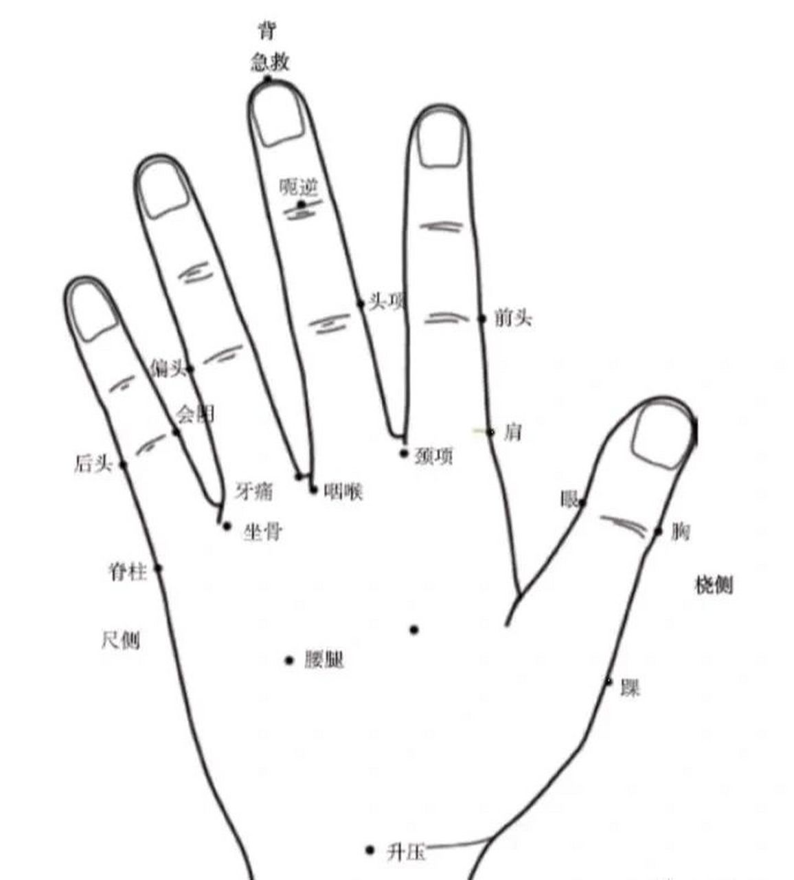 手针部位对应 (1)腰腿痛点: 手背腕横纹前1.