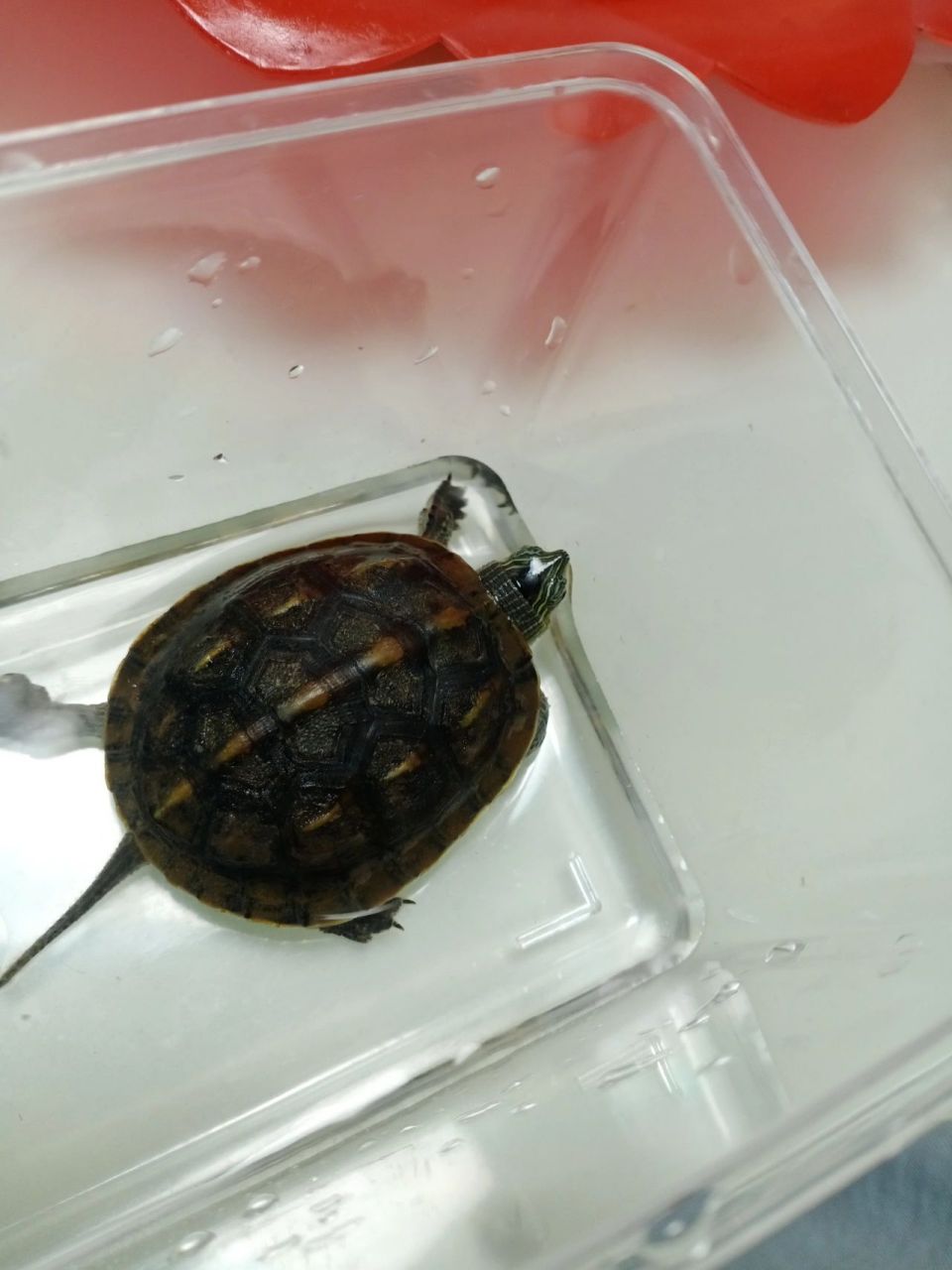 请问一下,乌龟可以混养吗 图一是中华珍珠龟 3~4cm 图二是巴西龟5~6cm