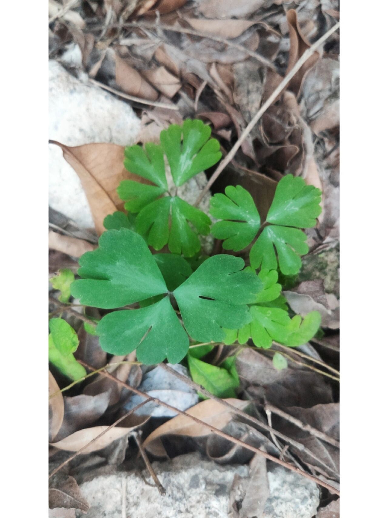 子背金银草药药效图片