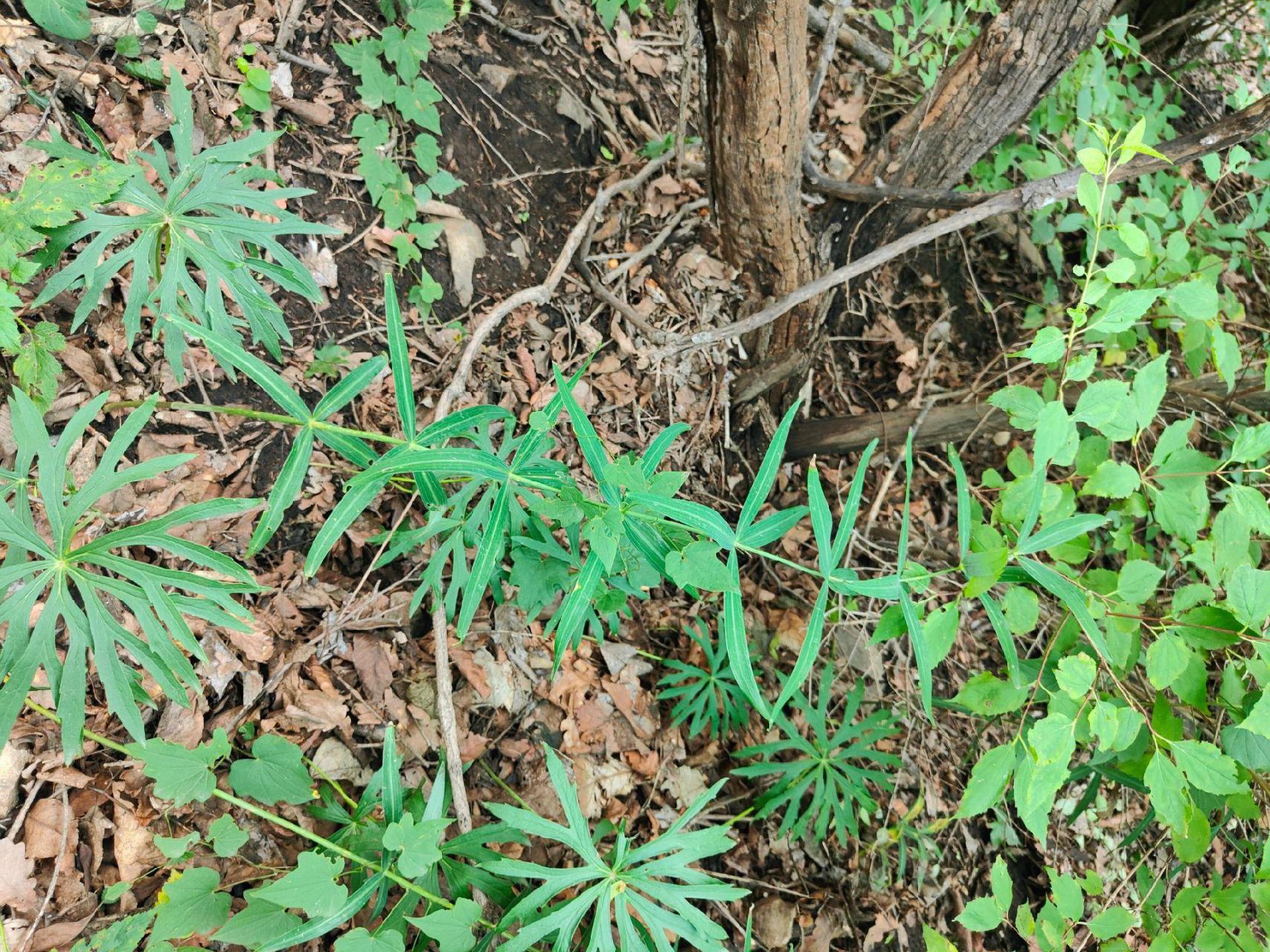 母鸡头野菜图片