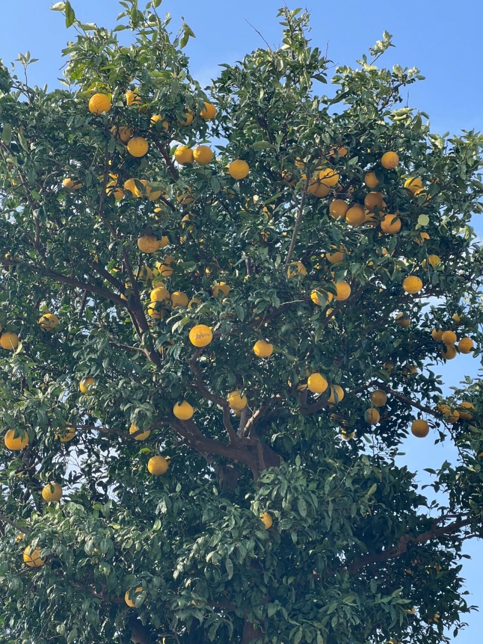 外婆家的香橼树 一年好景君须记 最是橙黄桔绿时 摘香橼果儿04