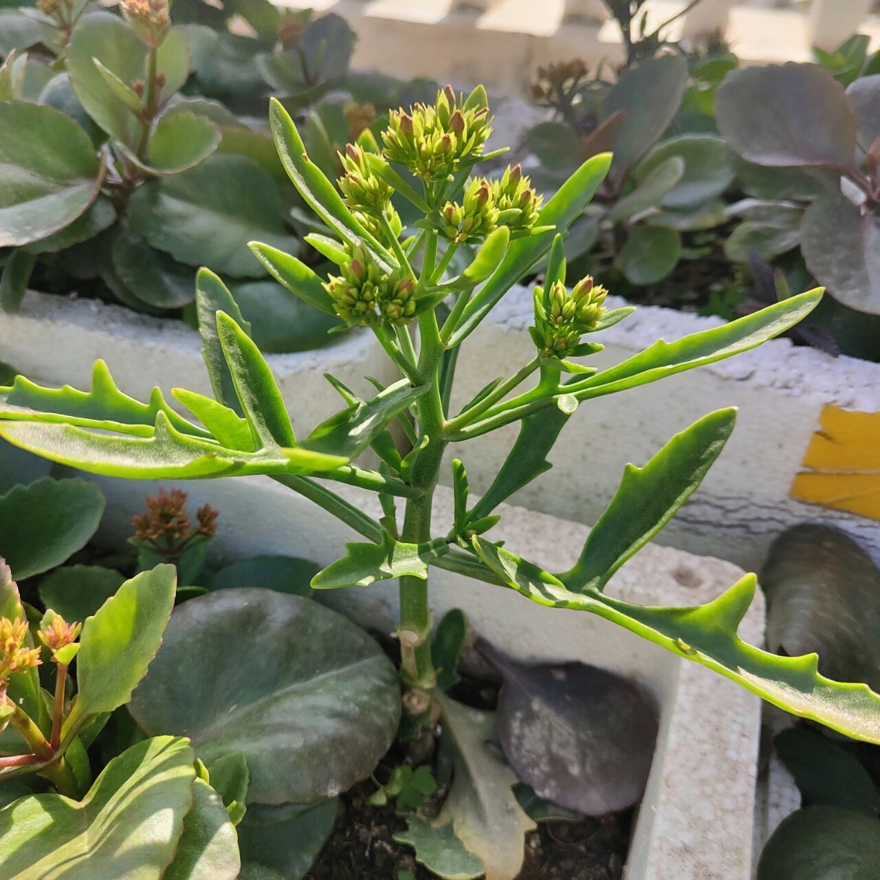 带花苞鹿角长寿花 鹿角长寿花,也是单瓣甩尾的一个品种,花的颜色鲜艳