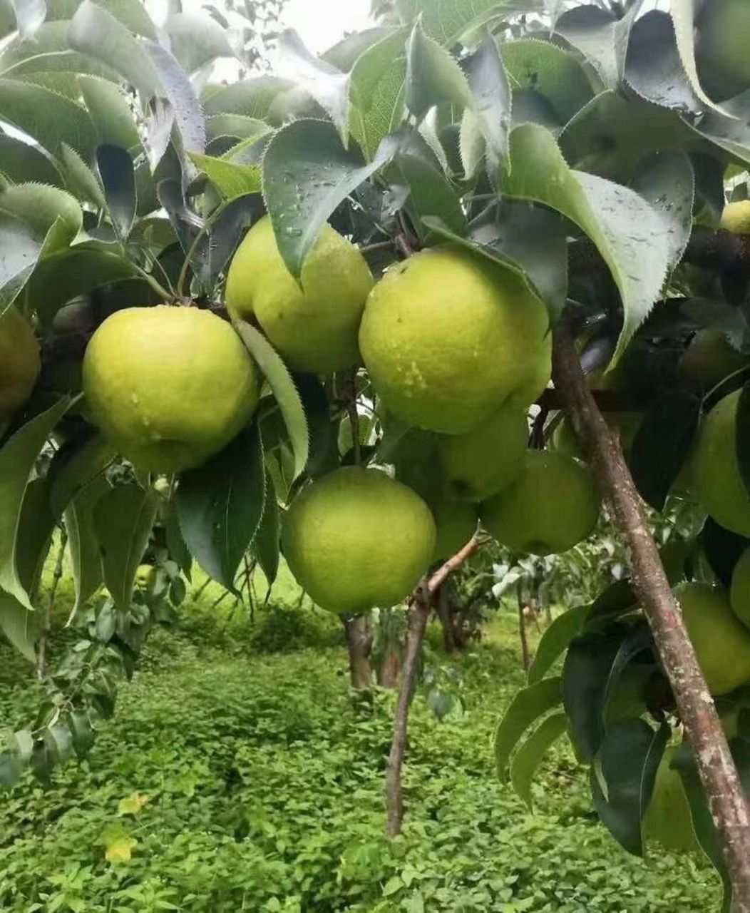 大理宾川独特水果98蜂糖梨98 蜂糖梨云南大理宾川高海拔,独特气候