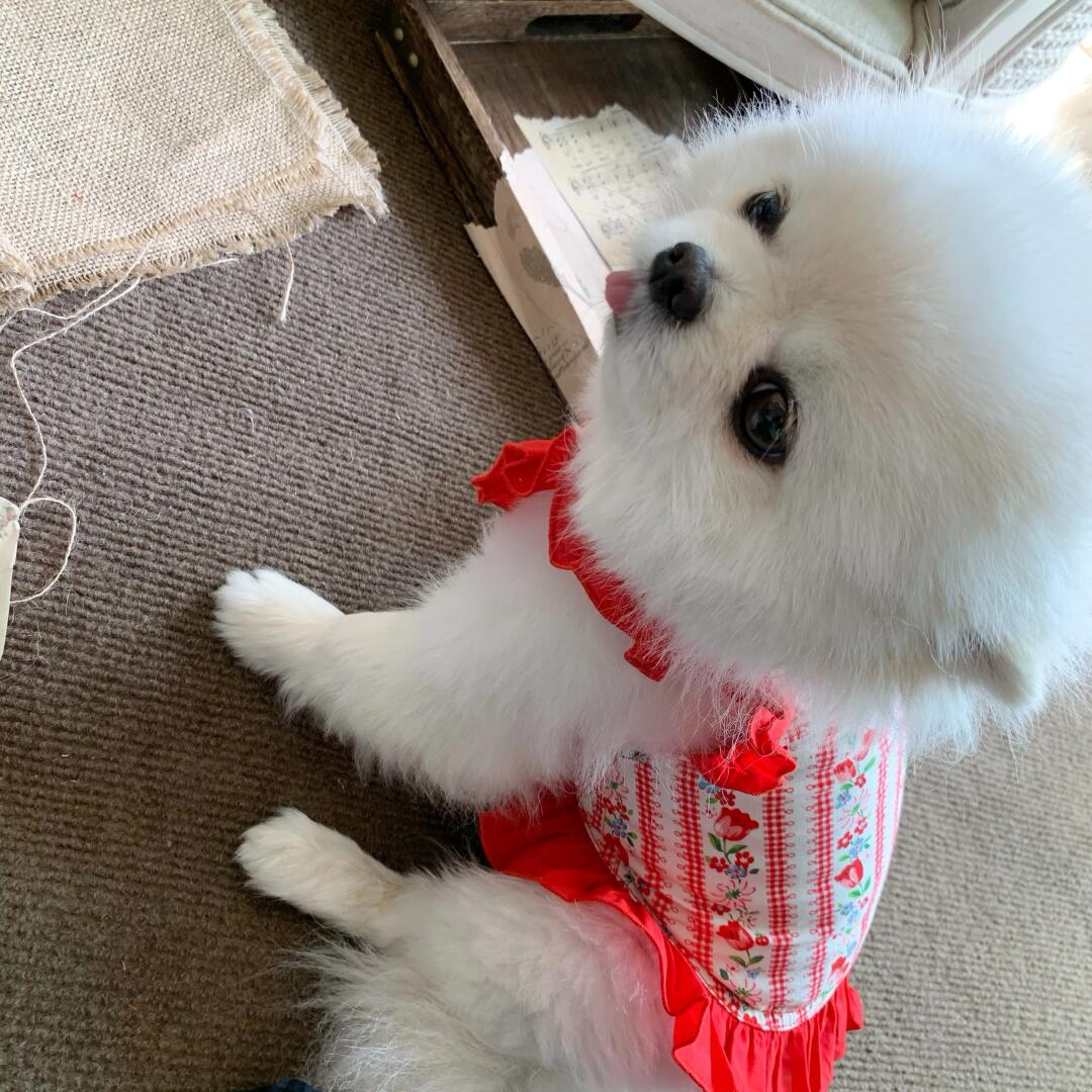 养博美还是小马🤲🏻👀