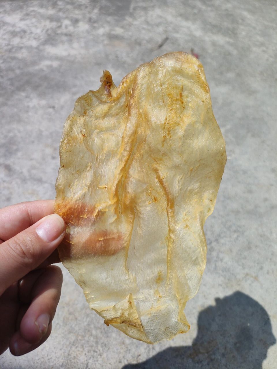 帮看看这个斗湖公鱼胶是不是真的 姐妹们,帮我看看,这个斗湖公鱼胶,是