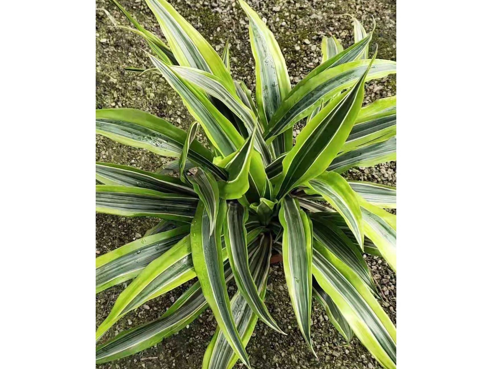 如何养好"巴西美人"这款盆栽呢?02 1.