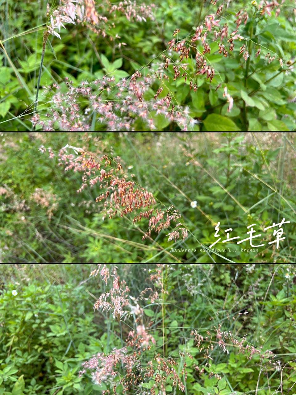 75: 红毛草  红毛草,中药名.