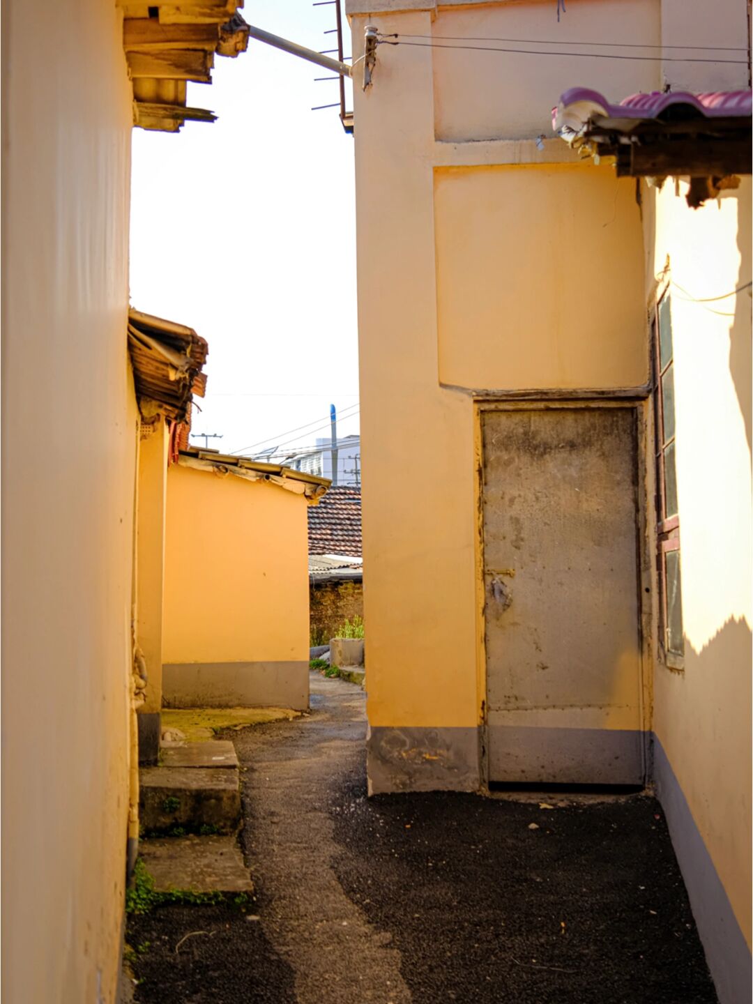 " 风是甜的,阳光是暖的 " 岳阳市中心偶遇一条小