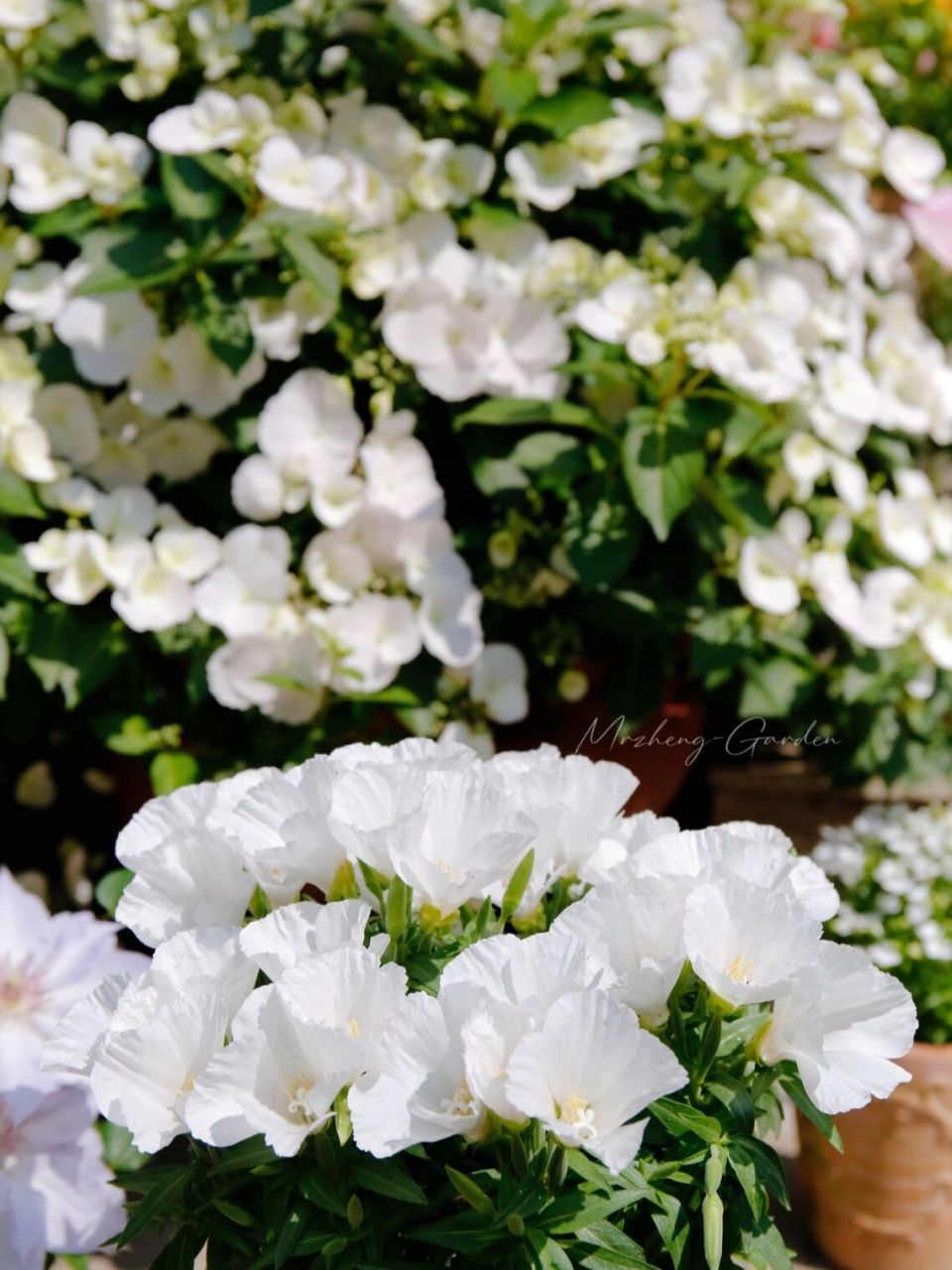 更新一下我这个绣球落跑新娘,一年半前买的12厘米小苗,目前在盆口径