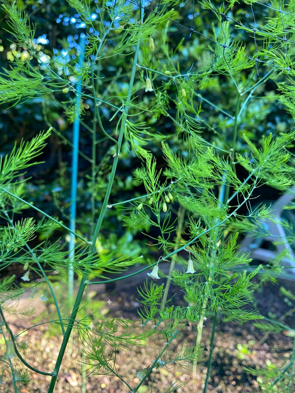 芦芽植物图片