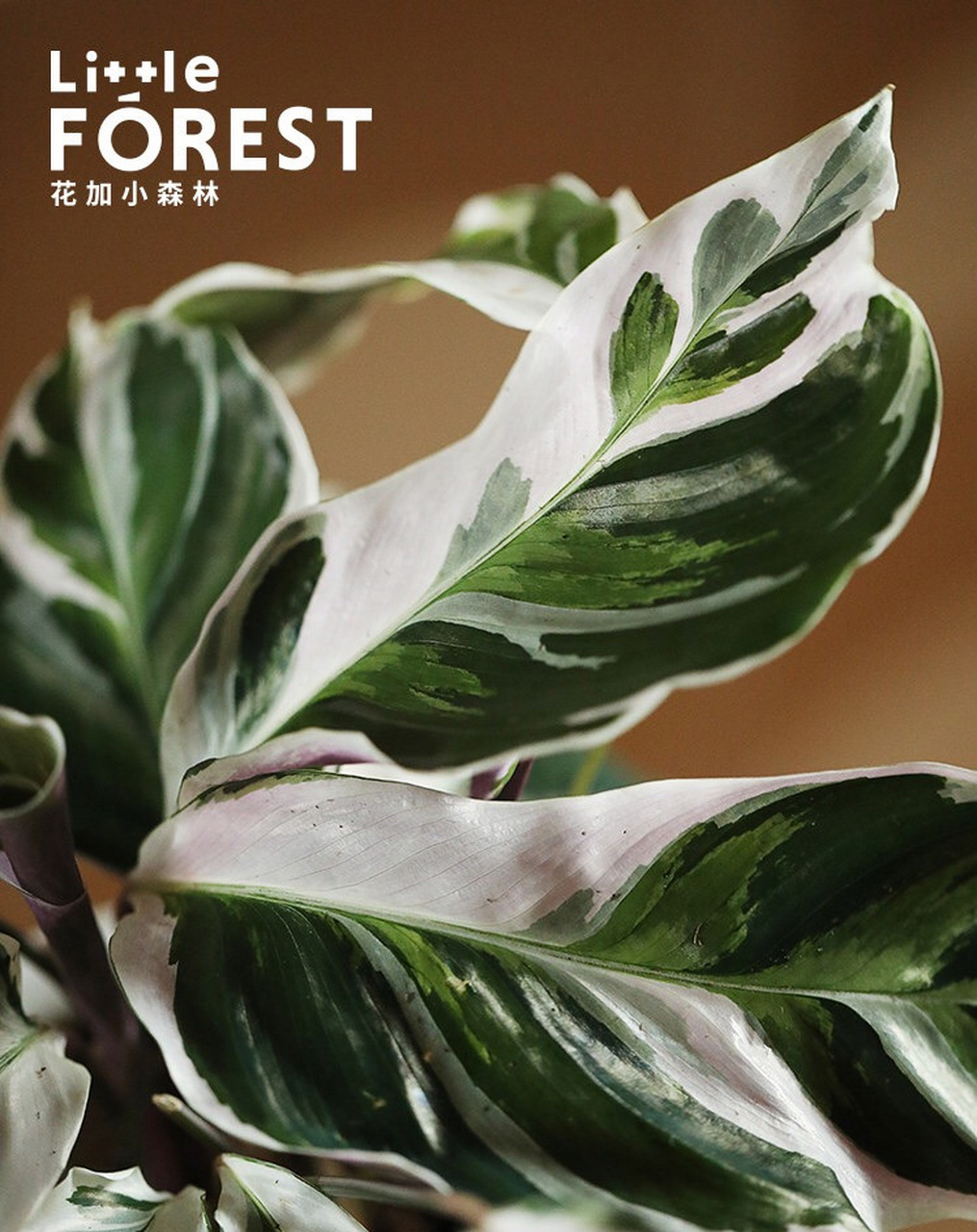 油画竹芋是不是非常娇嫩,养不活啊?