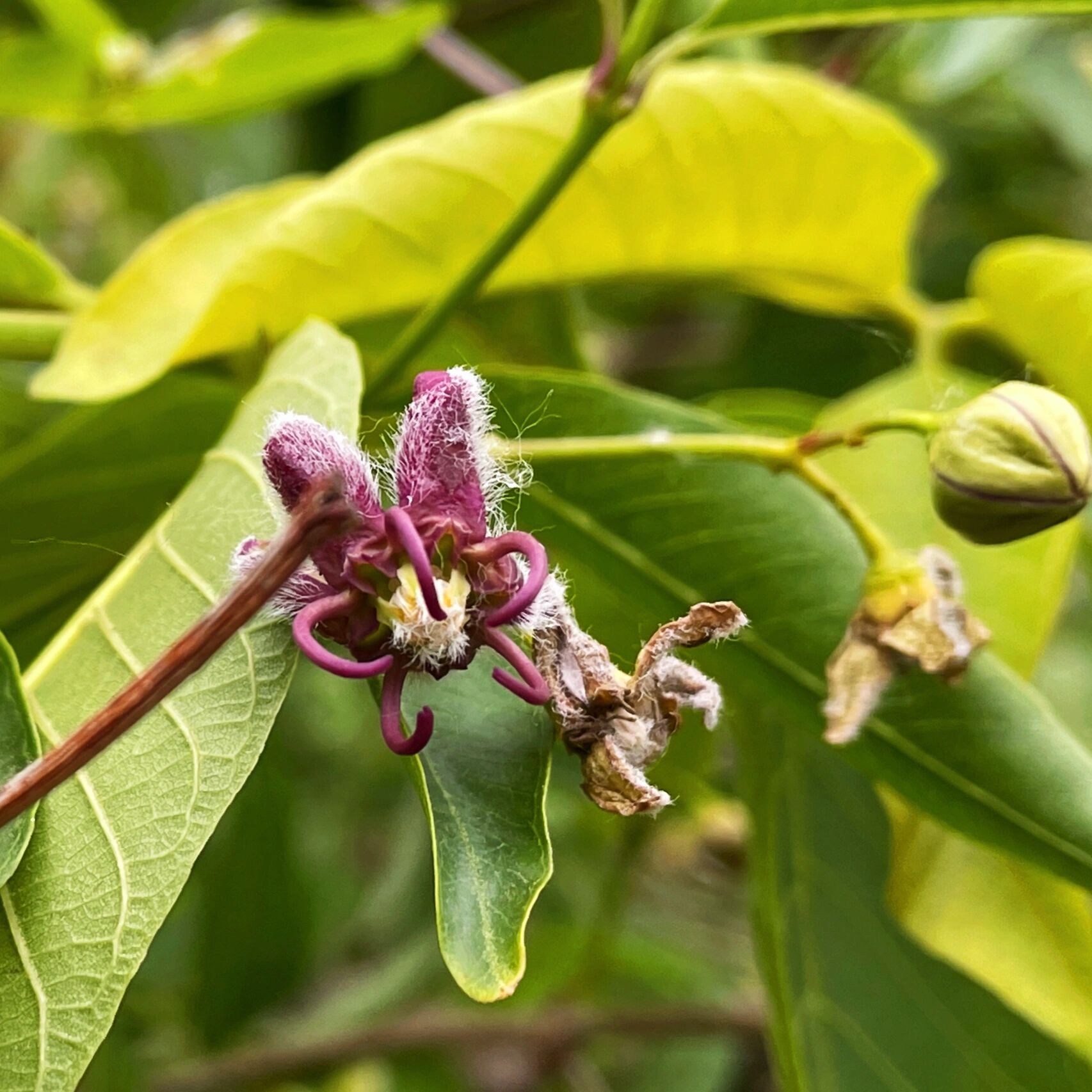 杠柳:又叫羊奶条,北五加皮,羊角桃,羊桃等, 因为杠柳的果实形似羊的