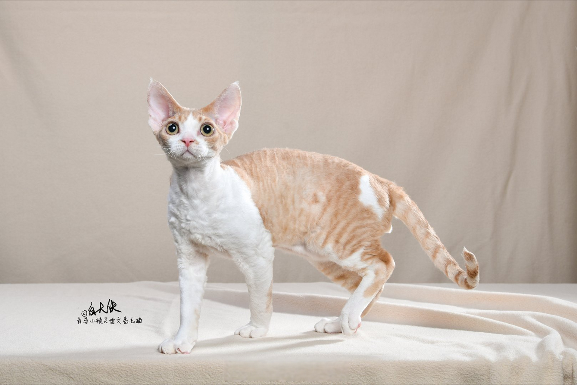 可爱的乳白德文卷毛猫弟弟.