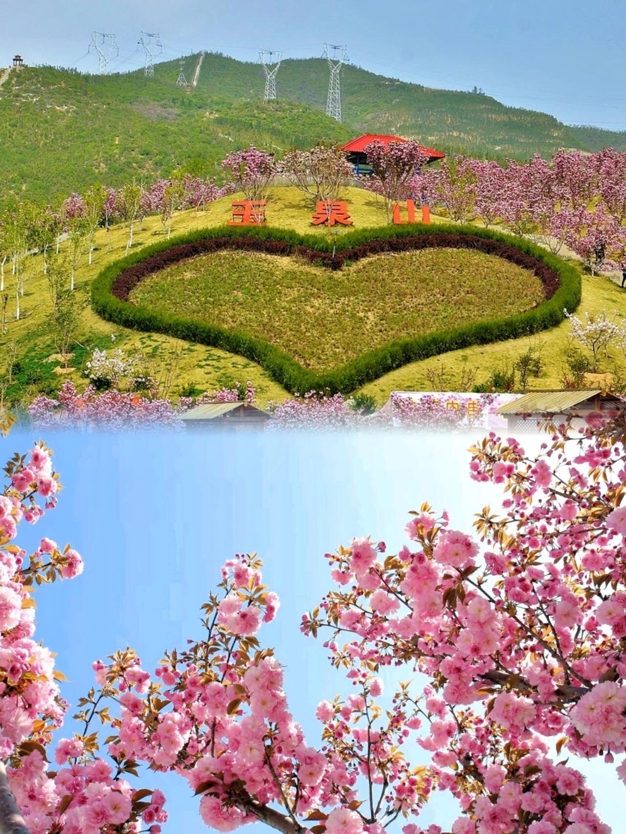 美爆了!来太原玉泉山与樱花约个会吧