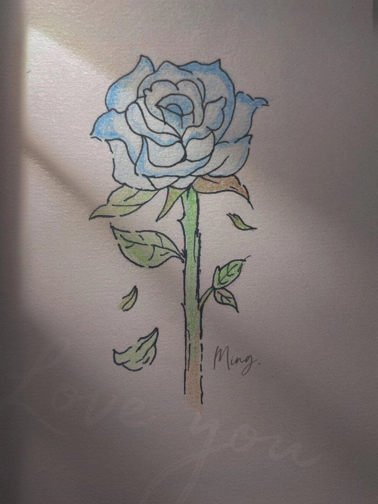 简笔画 / 碎冰蓝玫瑰