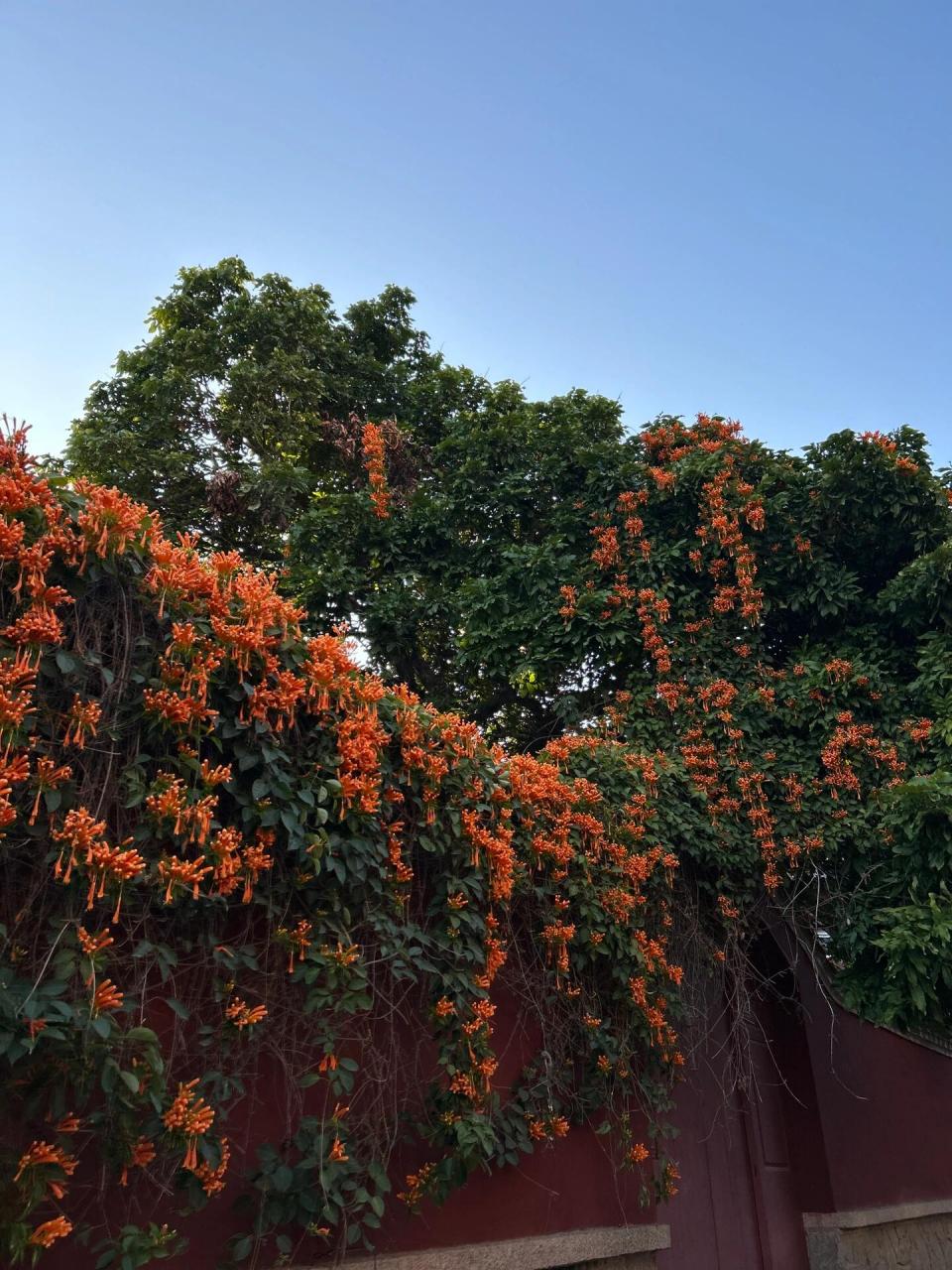 泉州市花刺桐花图片