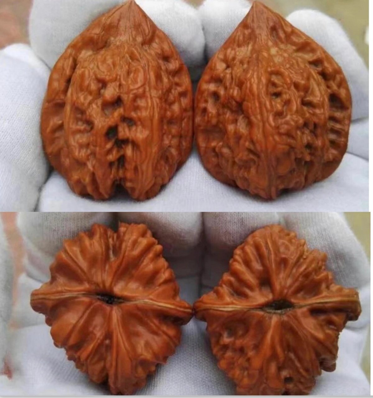 核桃科普93|赤龙94鸡心94 今天来说一说,赤龙鸡心.