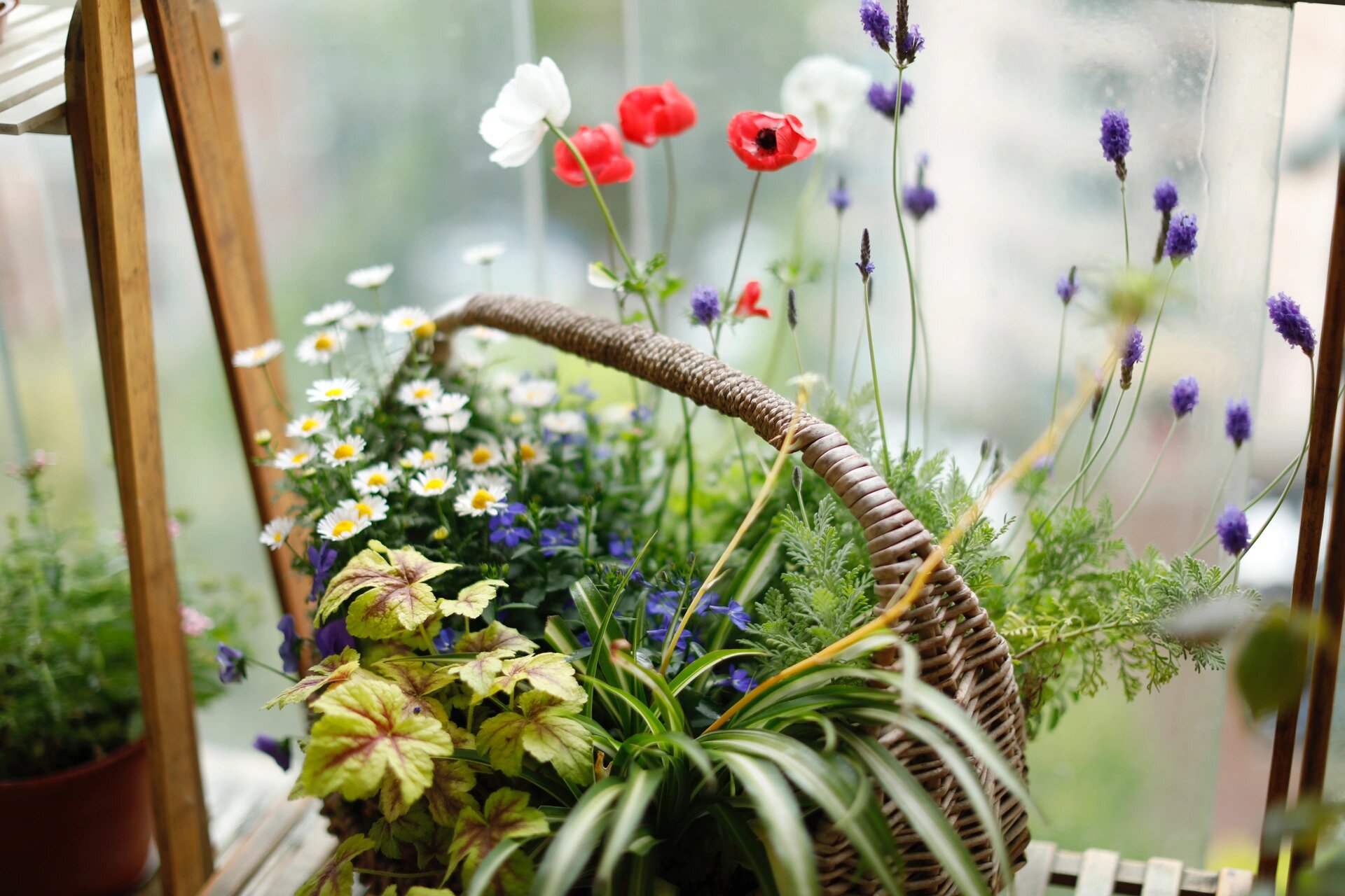 春日必养草花 之白晶菊