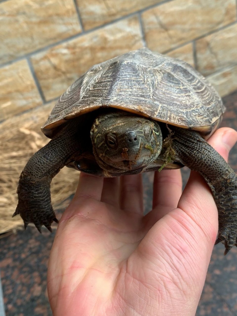 江西大头草龟 江西大头草 比例不错 唯一不足多了一横甲片